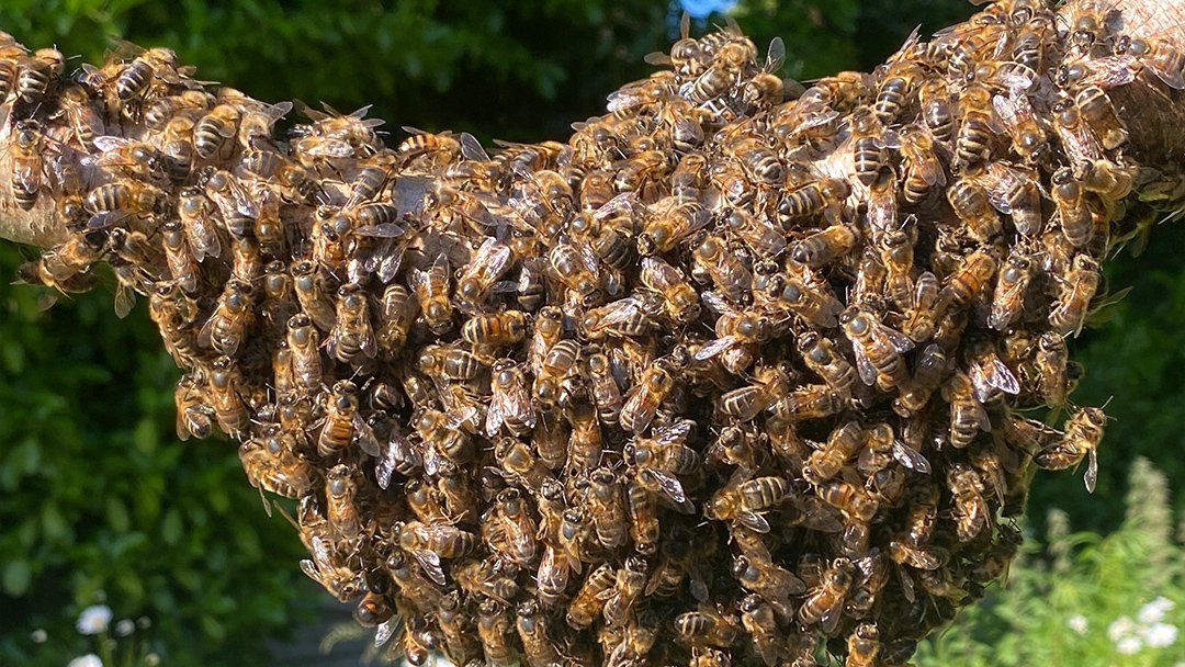  Honeybee swarm 