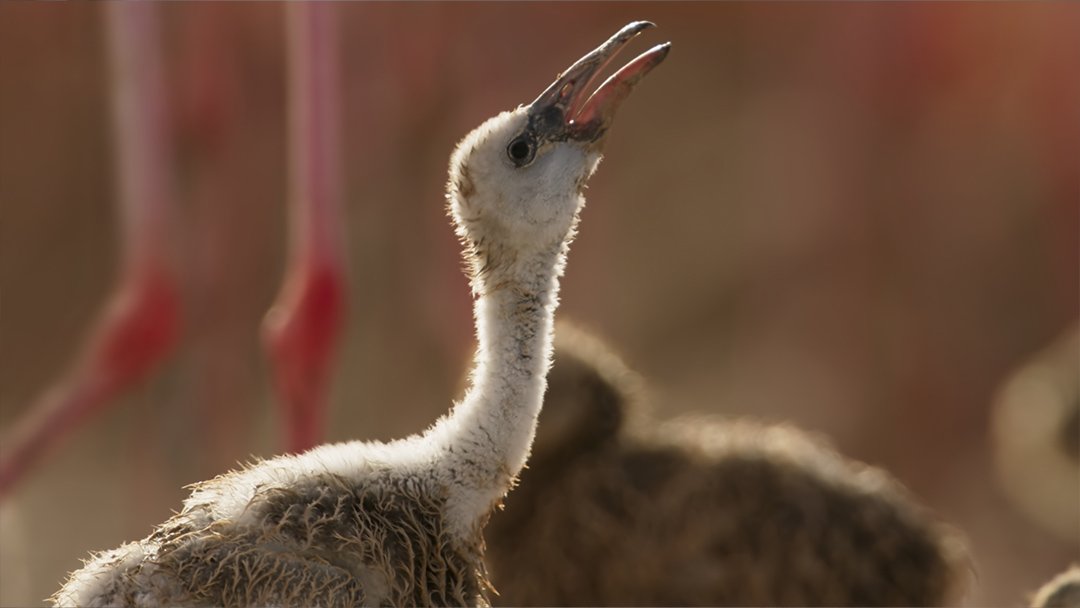  Baby flamingo in Yucatán Peninsula 