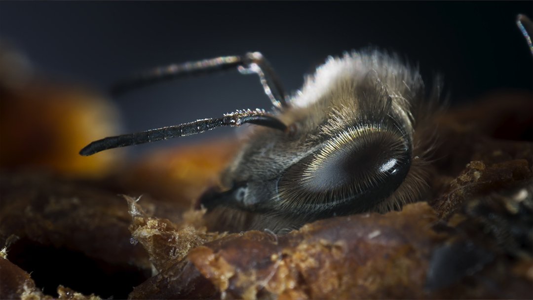  Birth of baby honeybee 