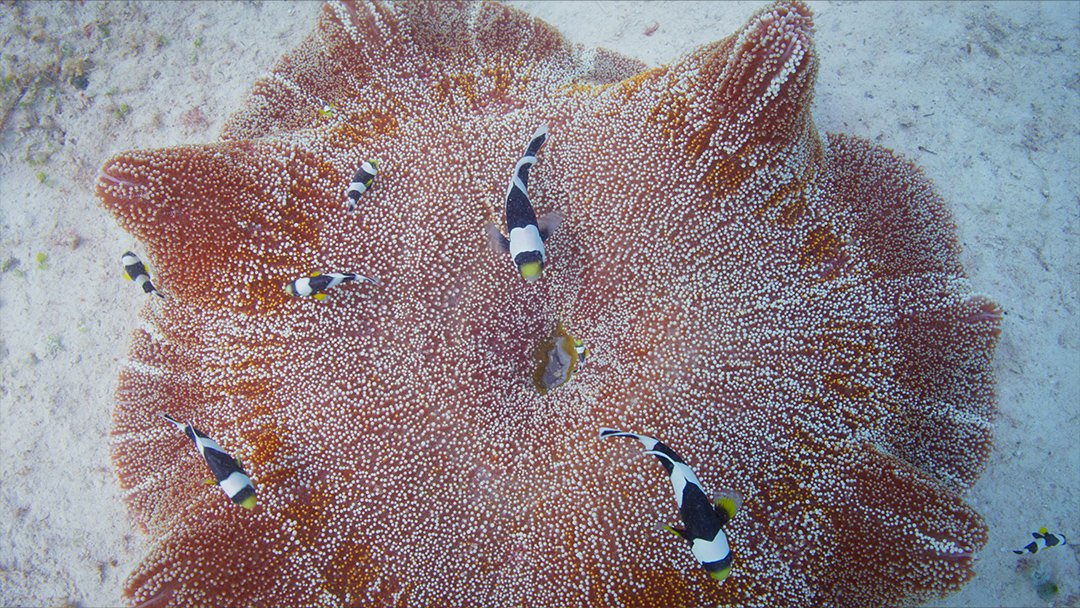  Saddleback clownfish family near anemone home 