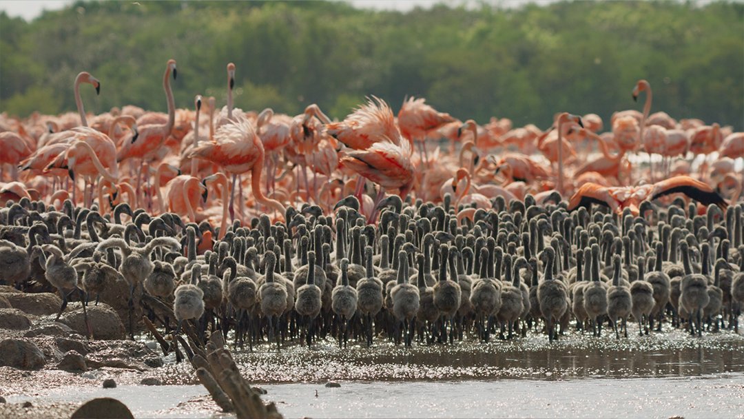  Flamingo daycare in Yucatán Peninsula 