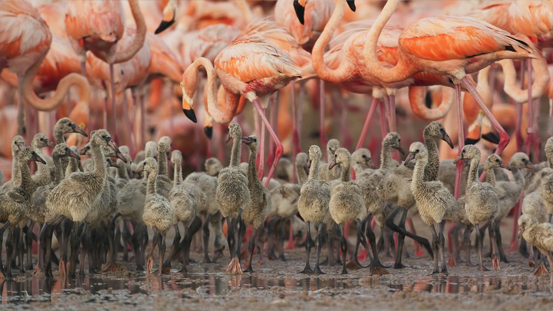  Flamingo daycare in Yucatán Peninsula 