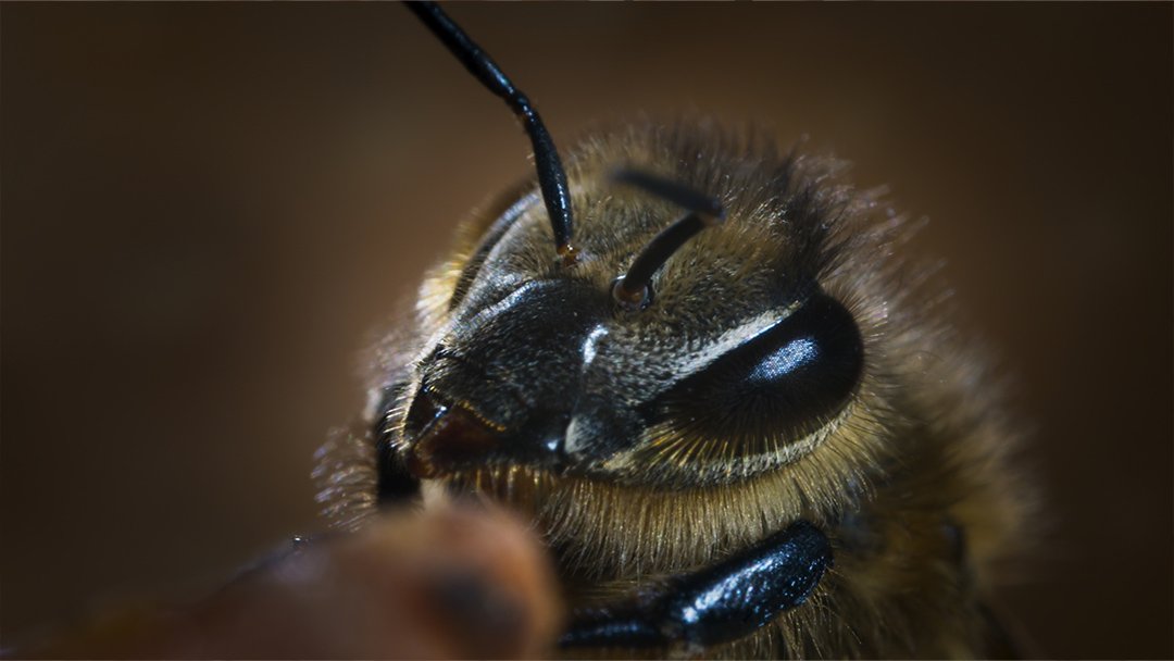  Honeybee 