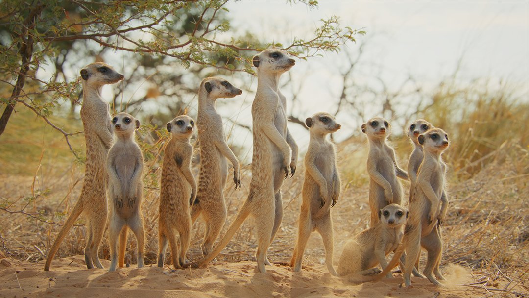  Meerkat colony in Kalahari Desert 