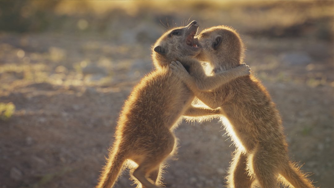  Meerkat pups in Kalahari Desert 