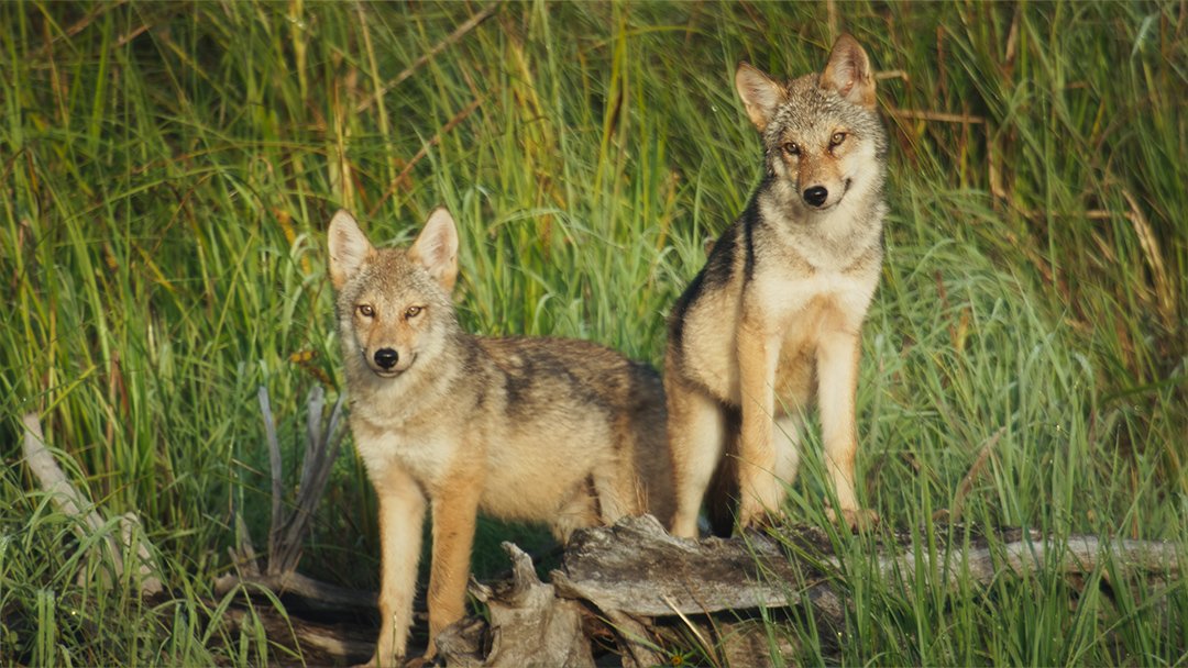  Two eastern wolf pups in Algonquin Provincial Park 