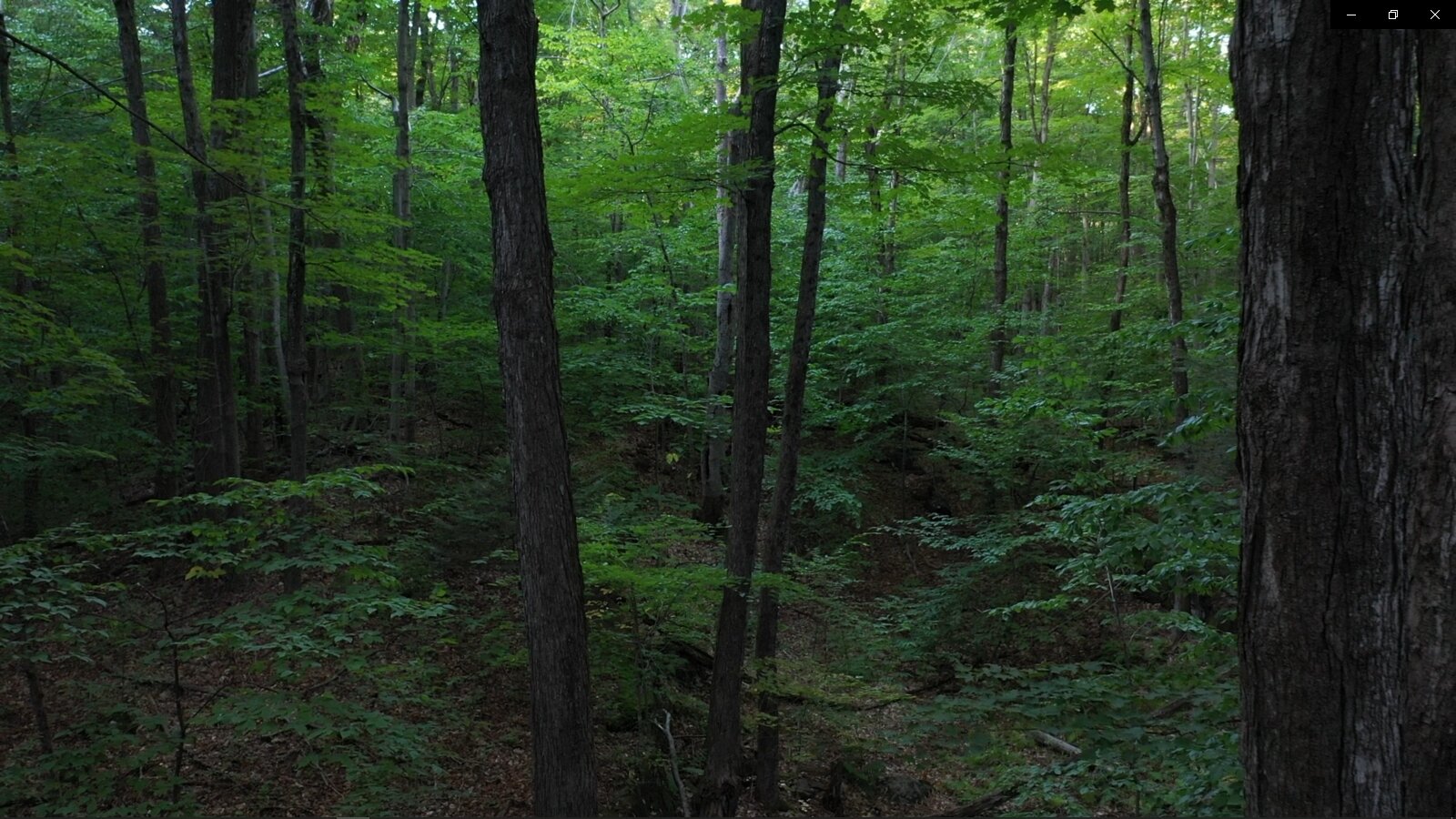 young_forest.jpg