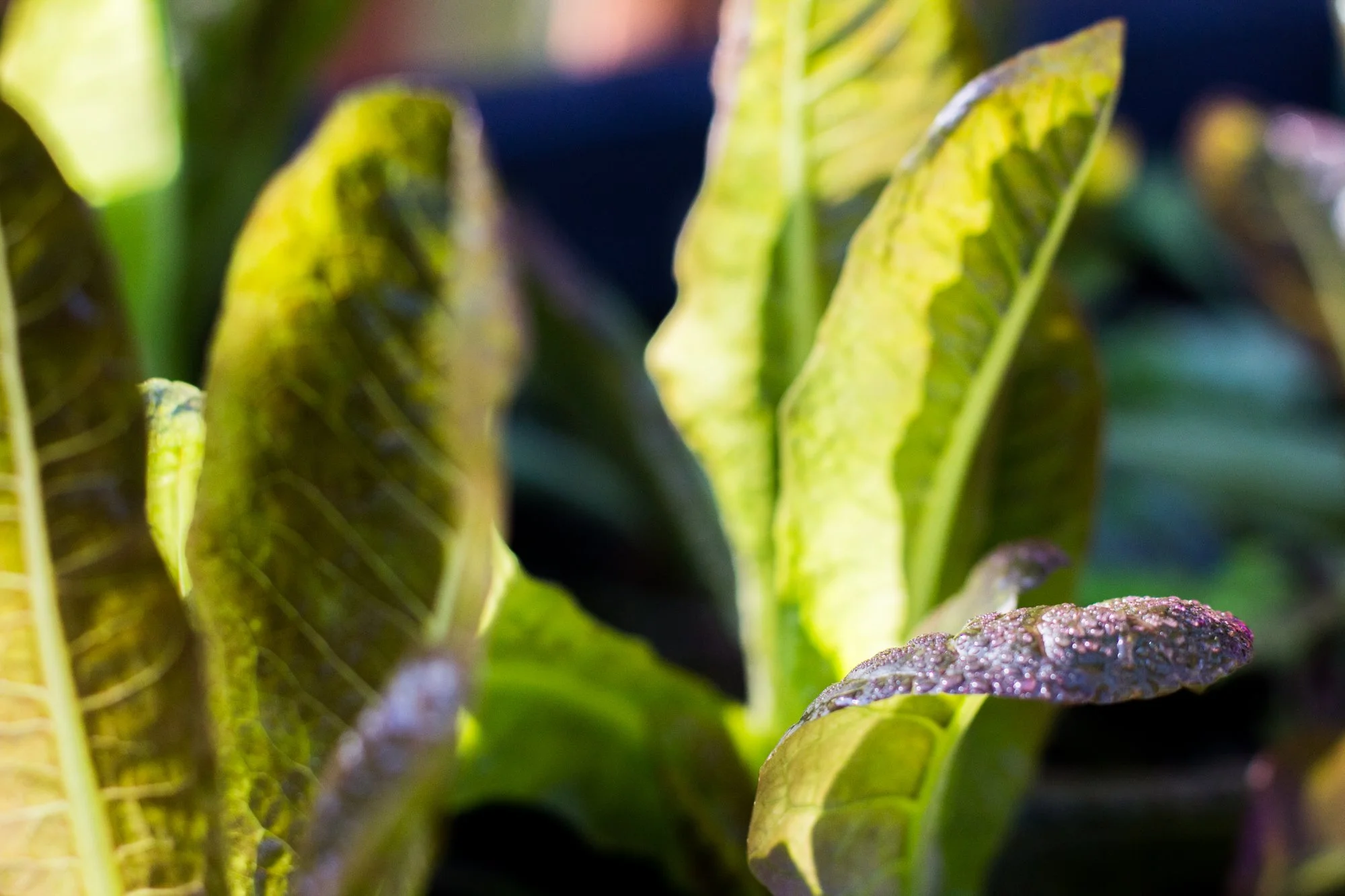 Ep. 1.3: Living Soil