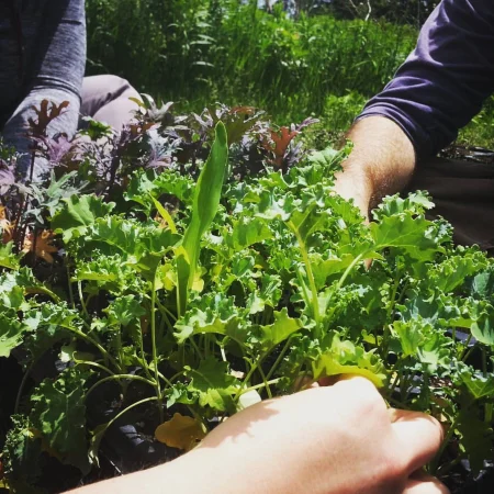 Planting Healthy Habits Over Time