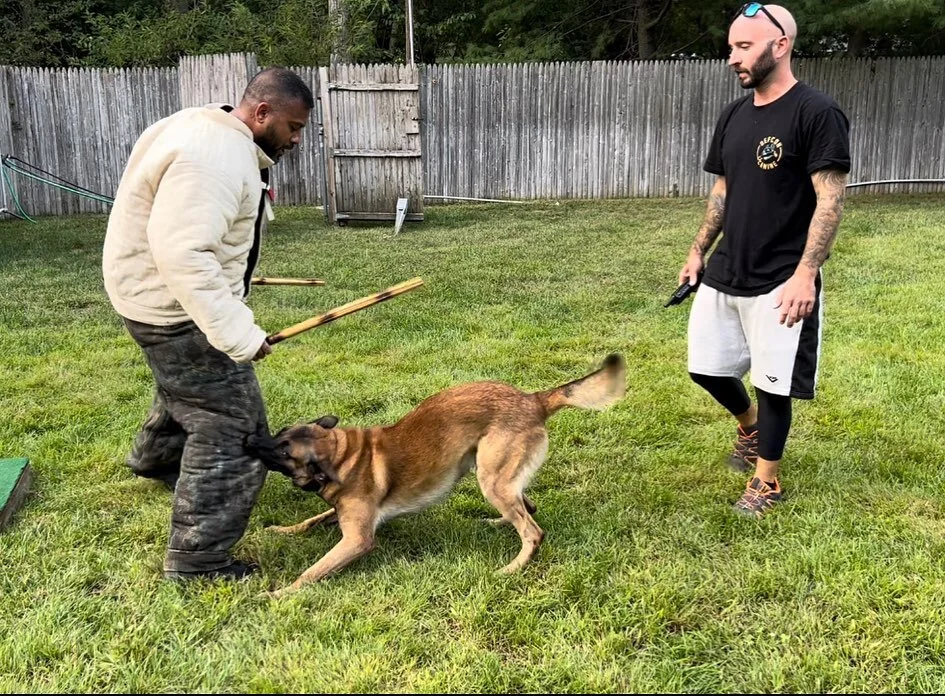 What Is French Ring Dog Training