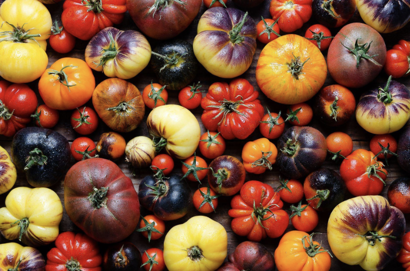 tomatos, uniqueness, genetics