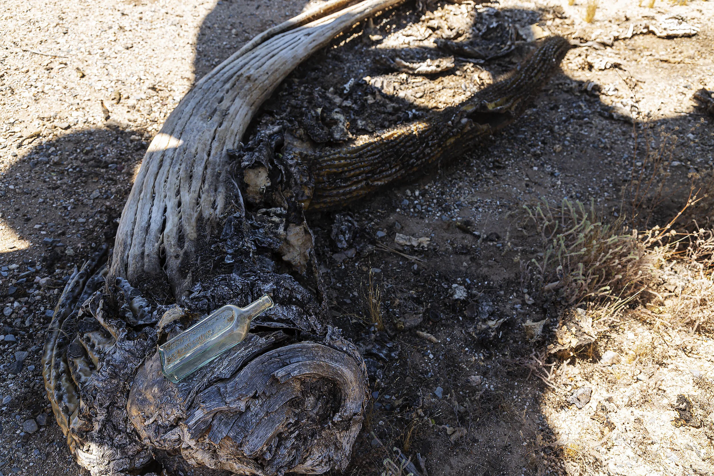598A6043_Saguaro cactus and bottle_SHARPENED_TO PRINT.jpg
