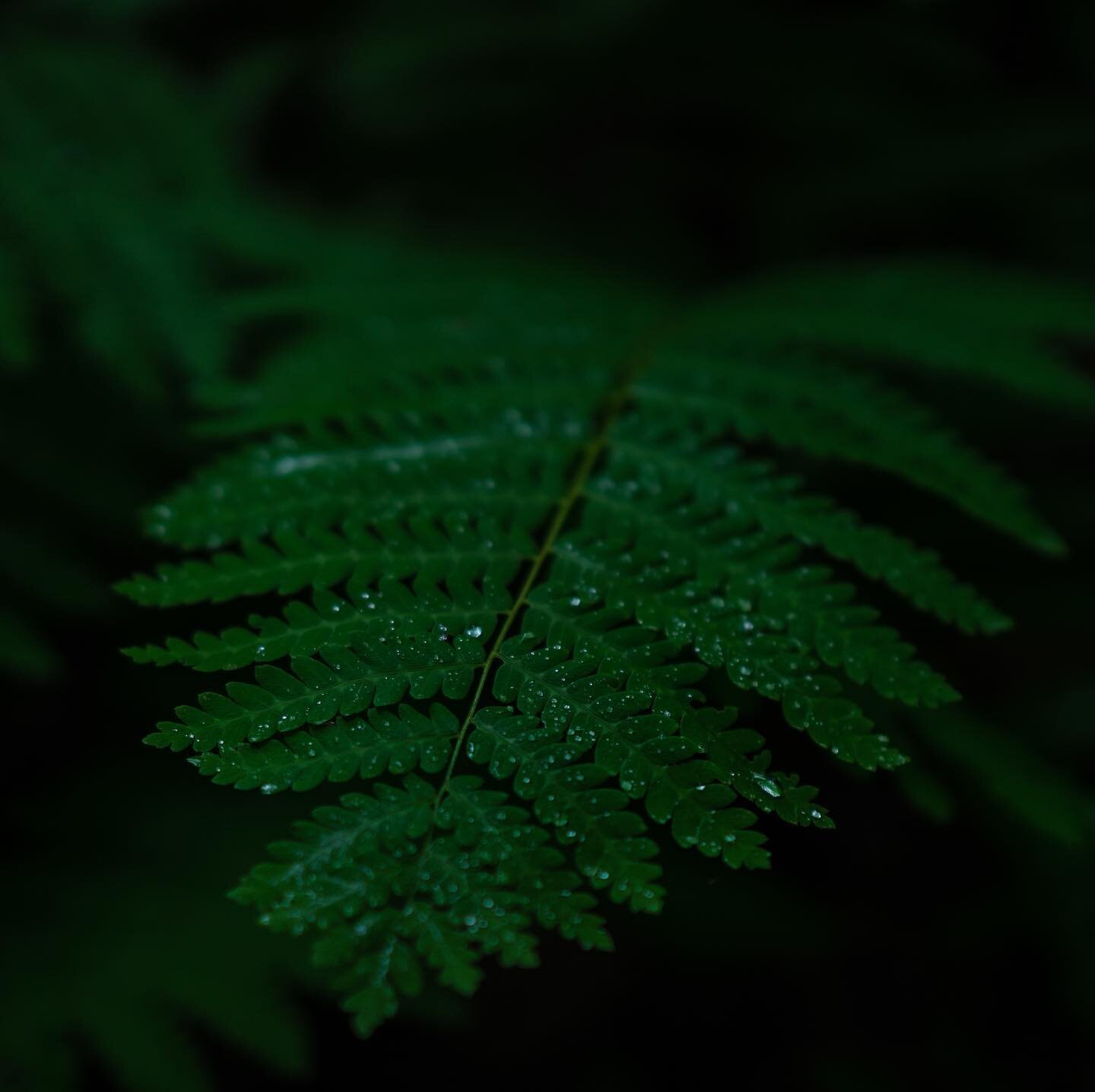 Just some of the wild flora found around the family camp.