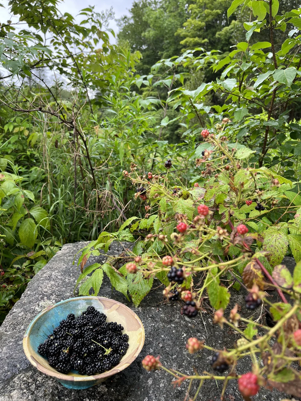 blackberries.JPG