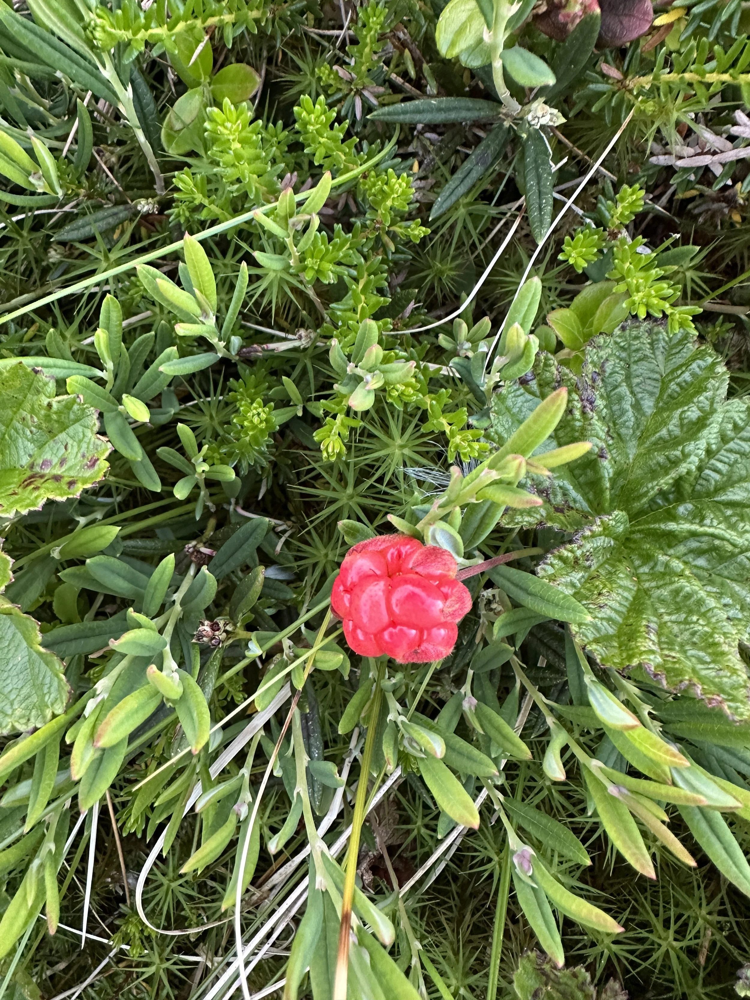 cloudberry.JPG