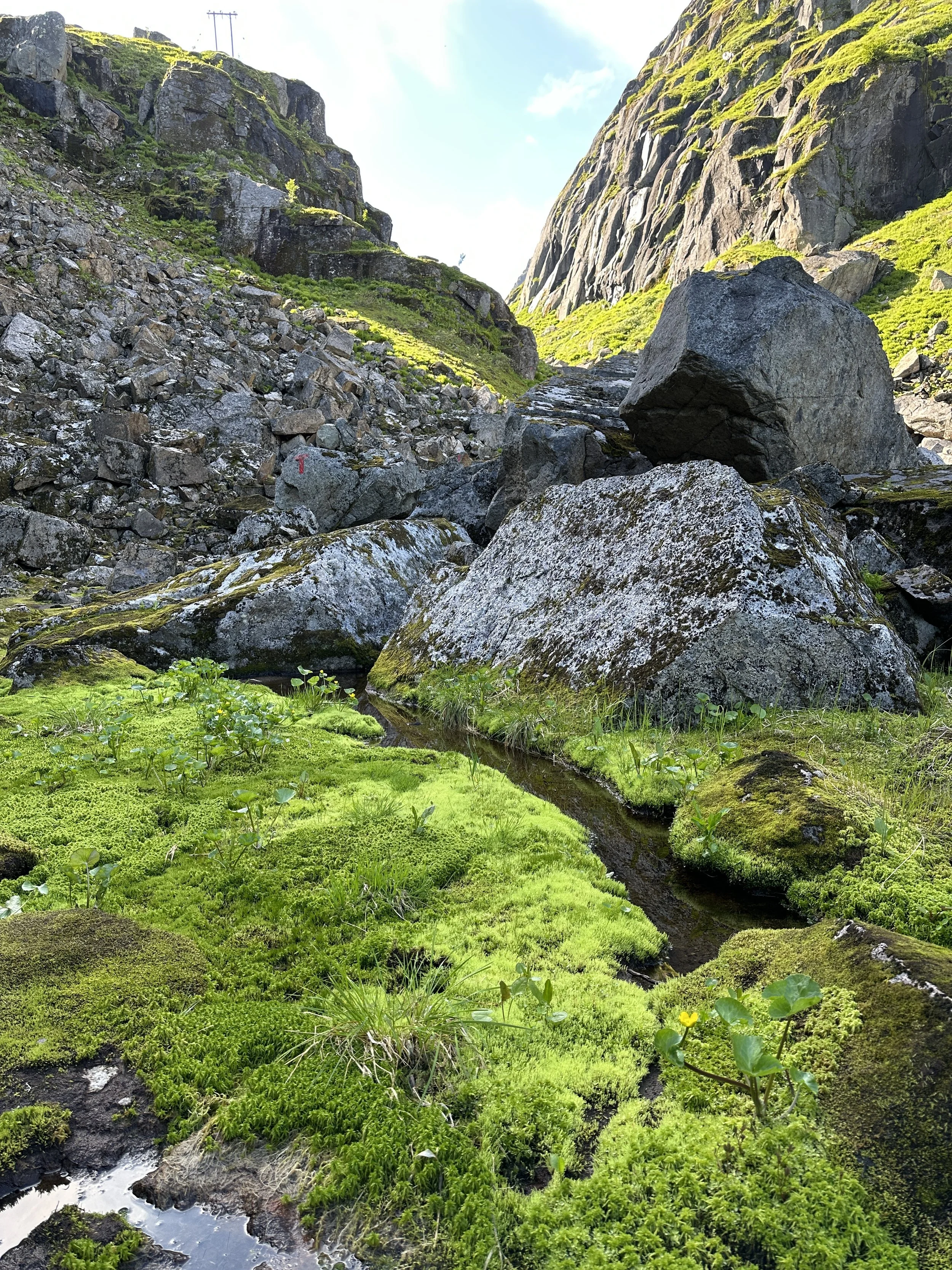 green moss.JPG