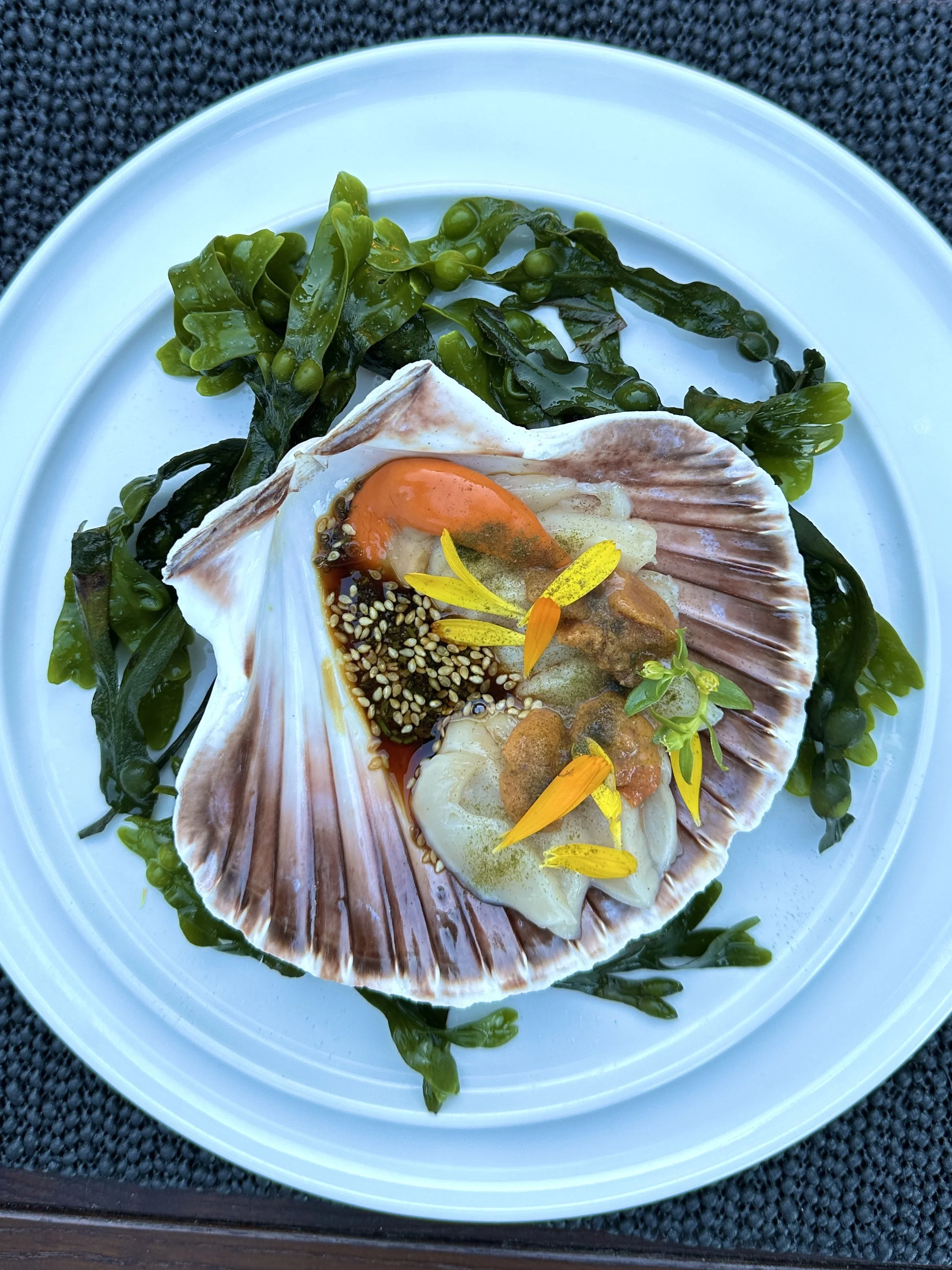scallop Varg.jpg