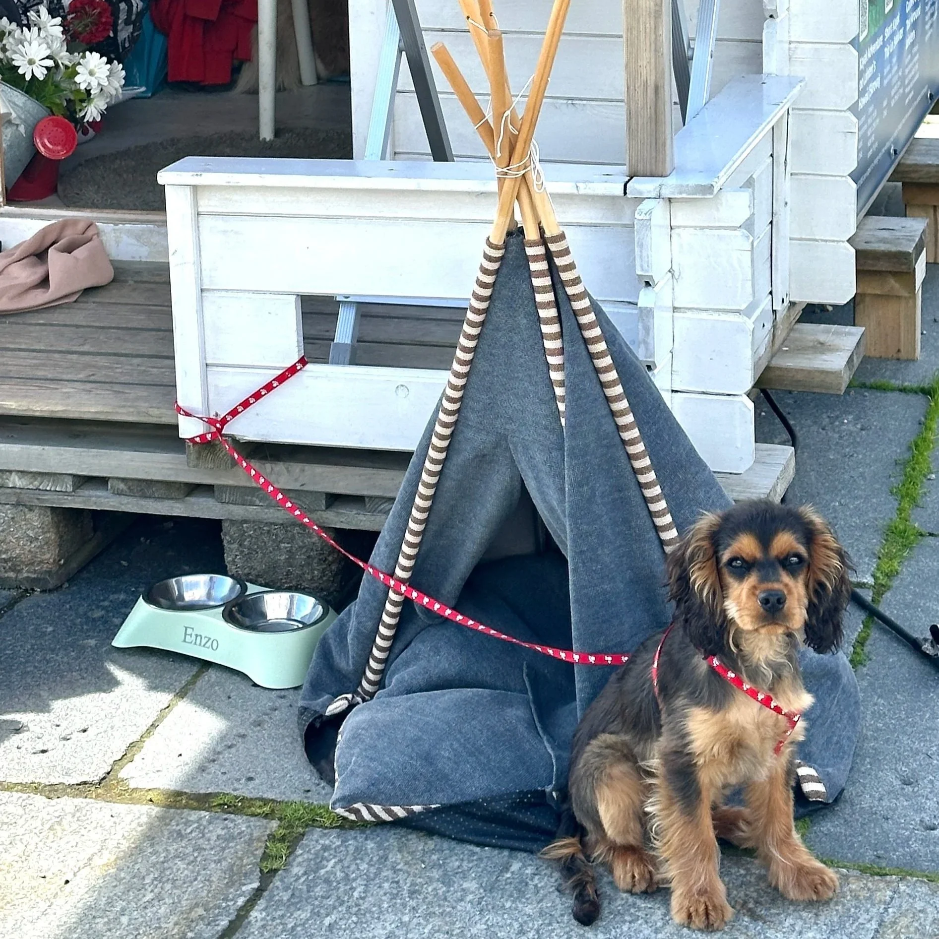 puppy+tepee.jpg