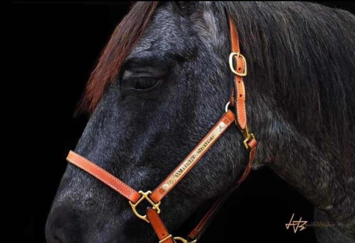 whiski-sauer-halter-on-black-horse.jpg