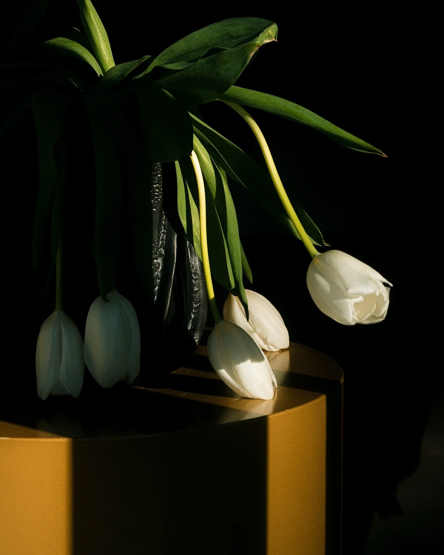 The silence bloomed, and light answered with color.

Can you feel the silence?