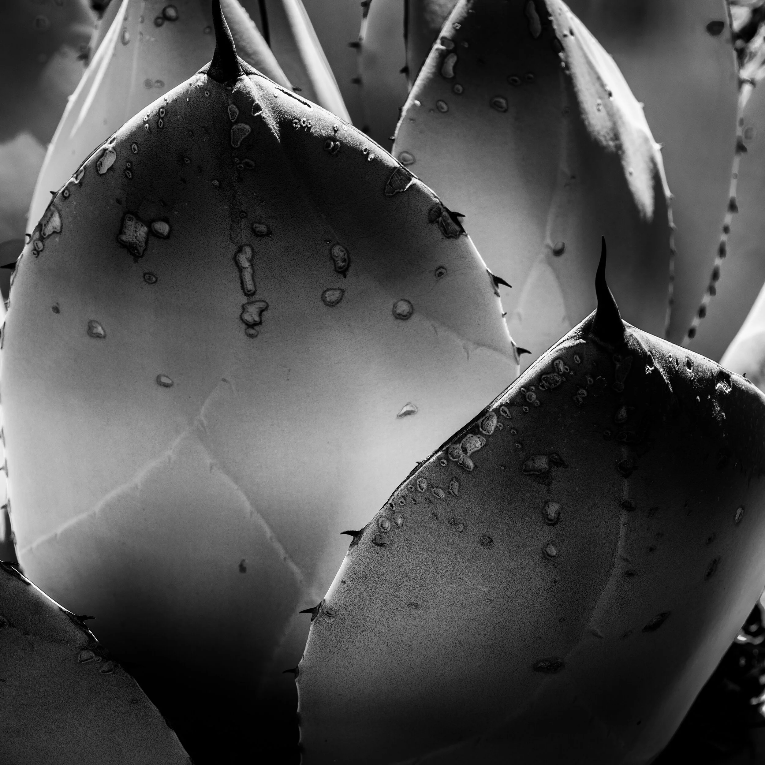 DSC_5825-Edit-2.jpg
