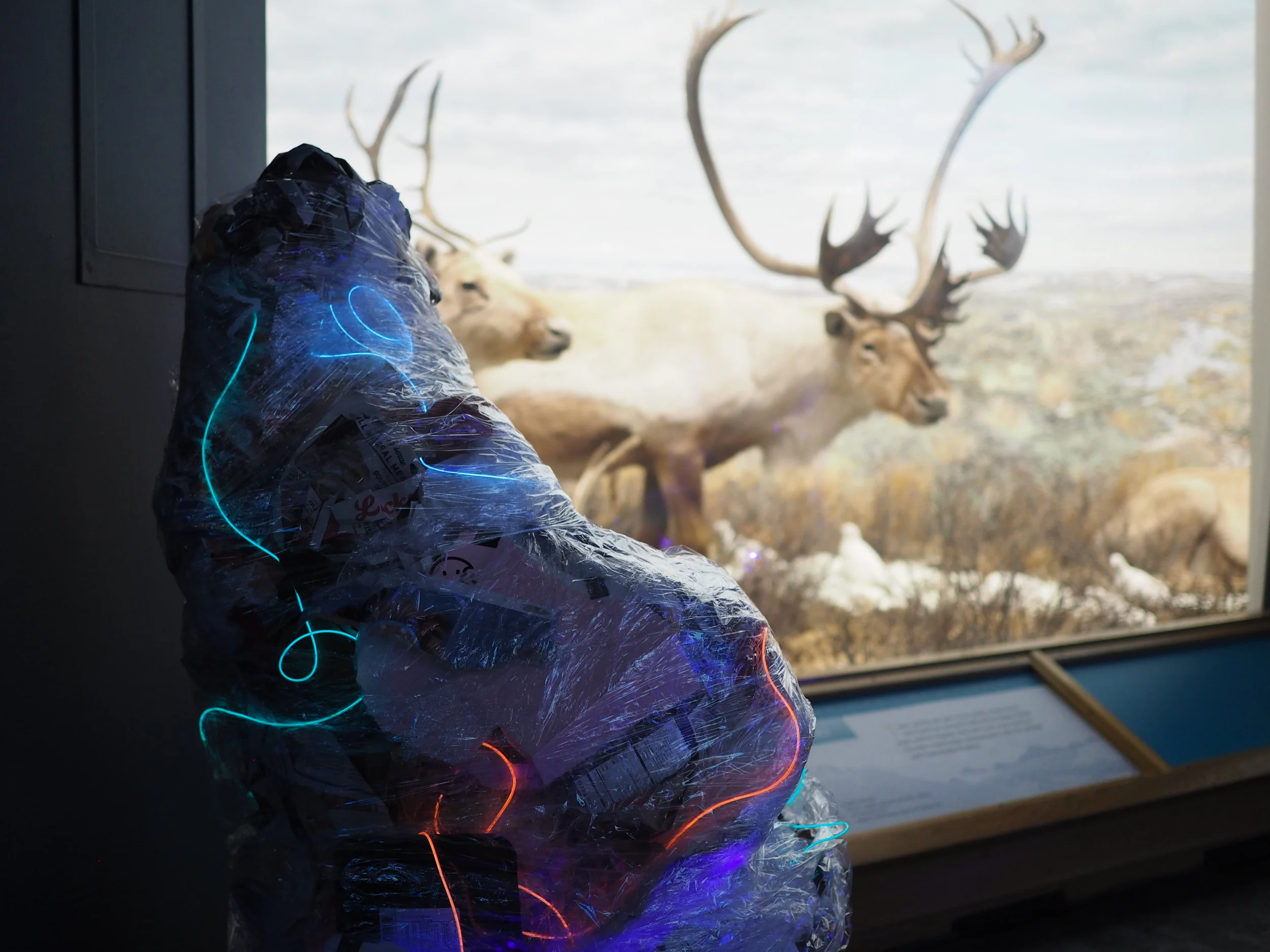 Night At The Museum (of Nature and Science)