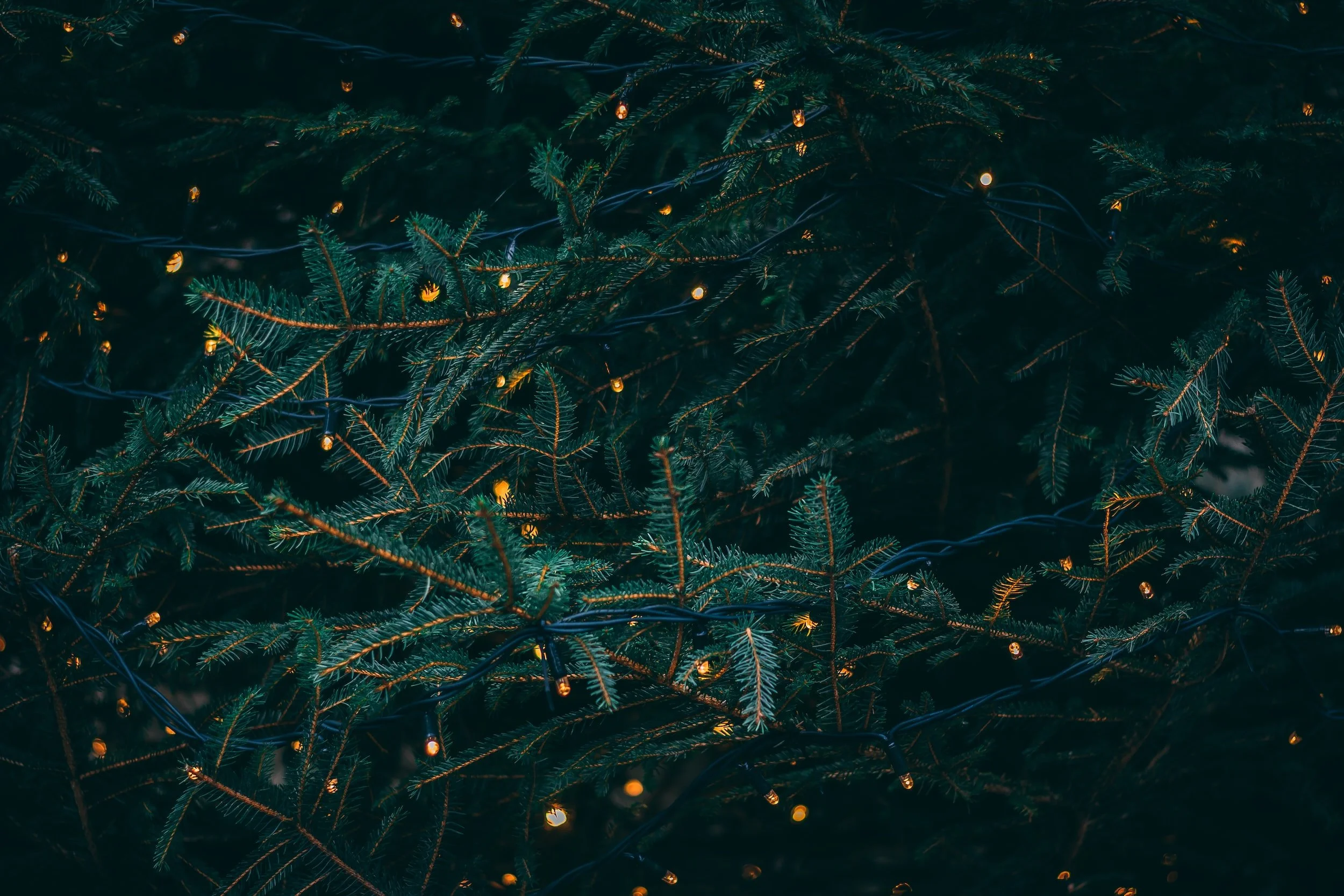 Close-up of a Christmas tree with green pine branches decorated with small warm white string lights.