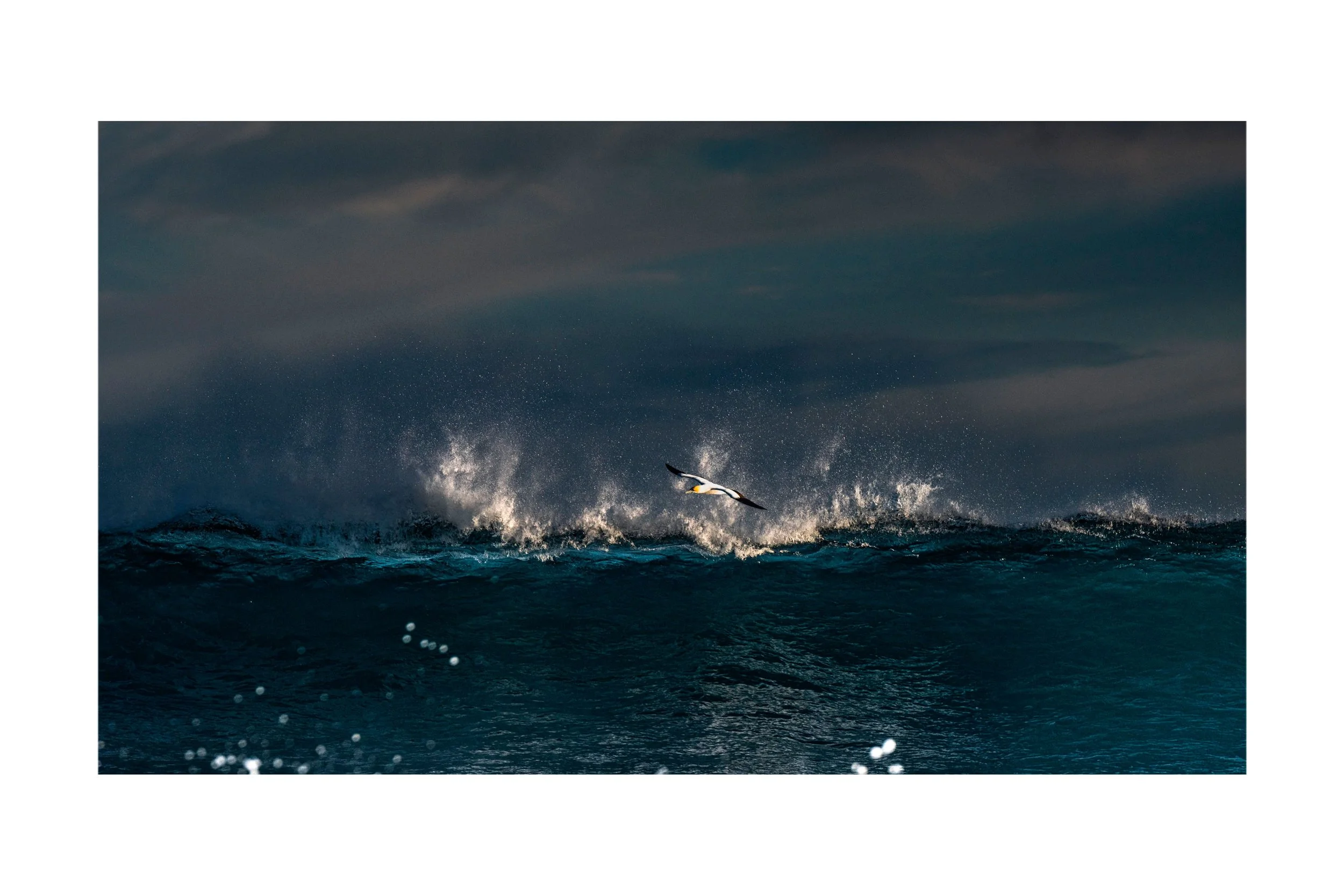 The Gannet