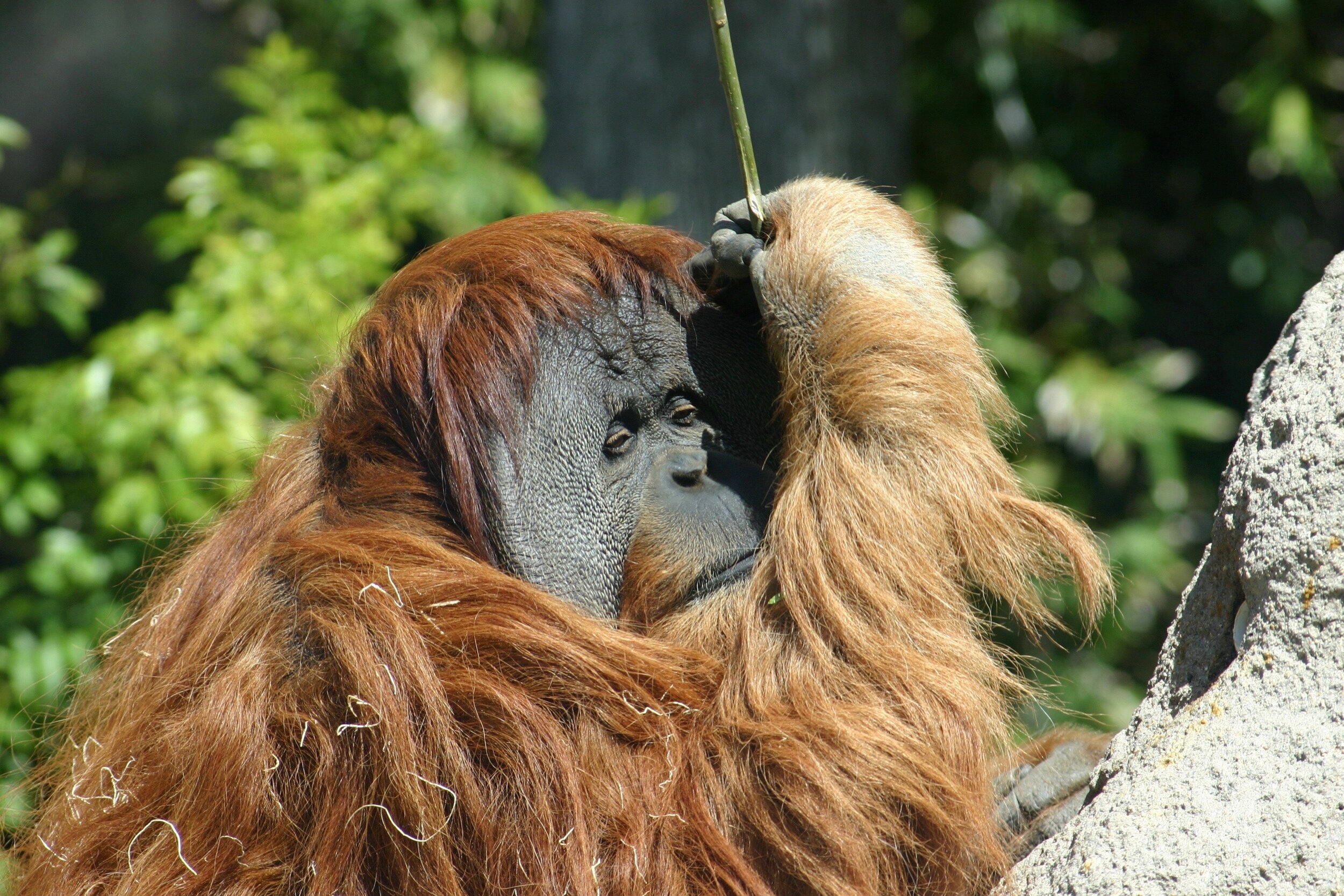 Orangutan