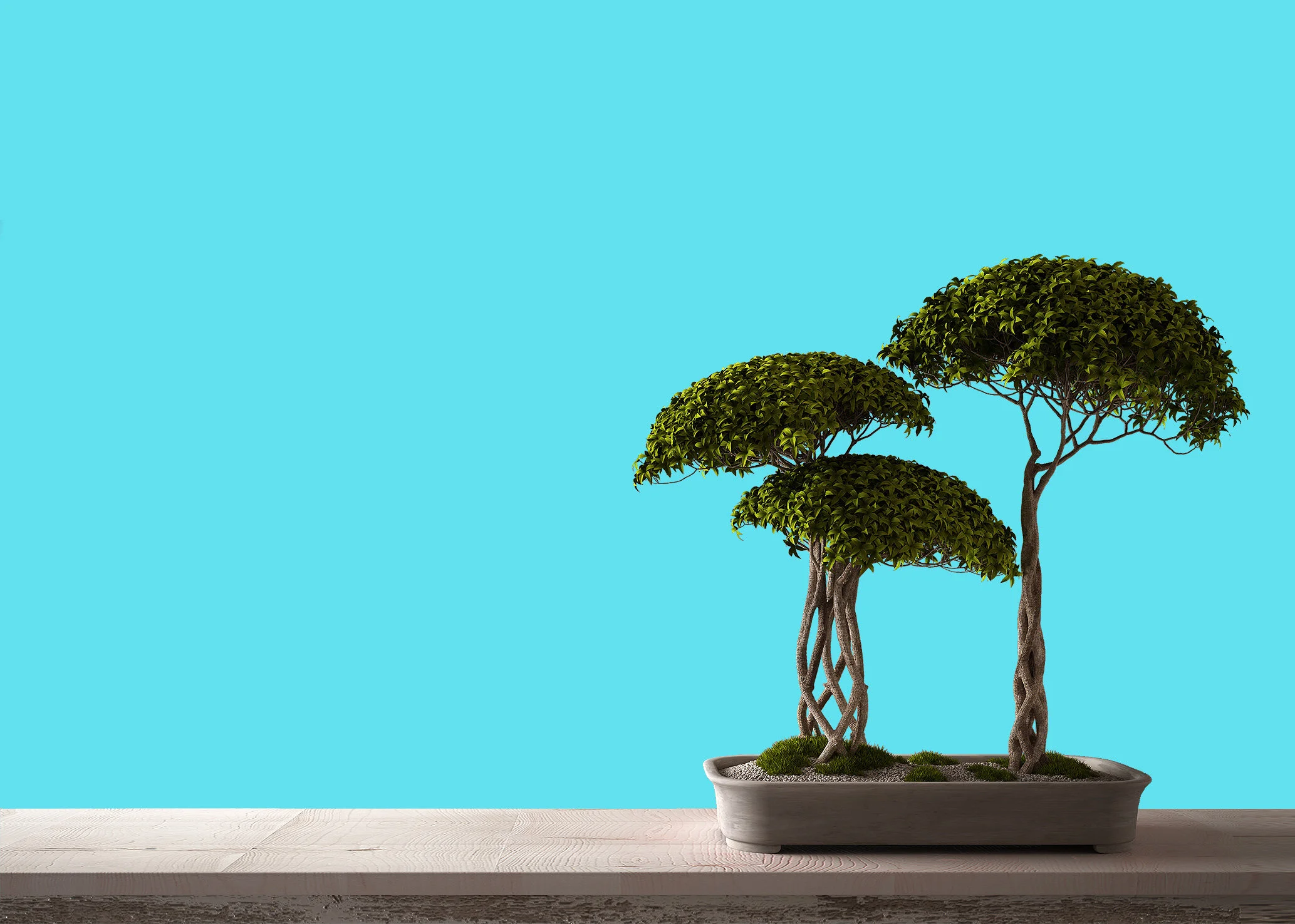 bougainvillea bonsai plant Bougainvillea Bonsai Tree – Lovehopegrow main image 0