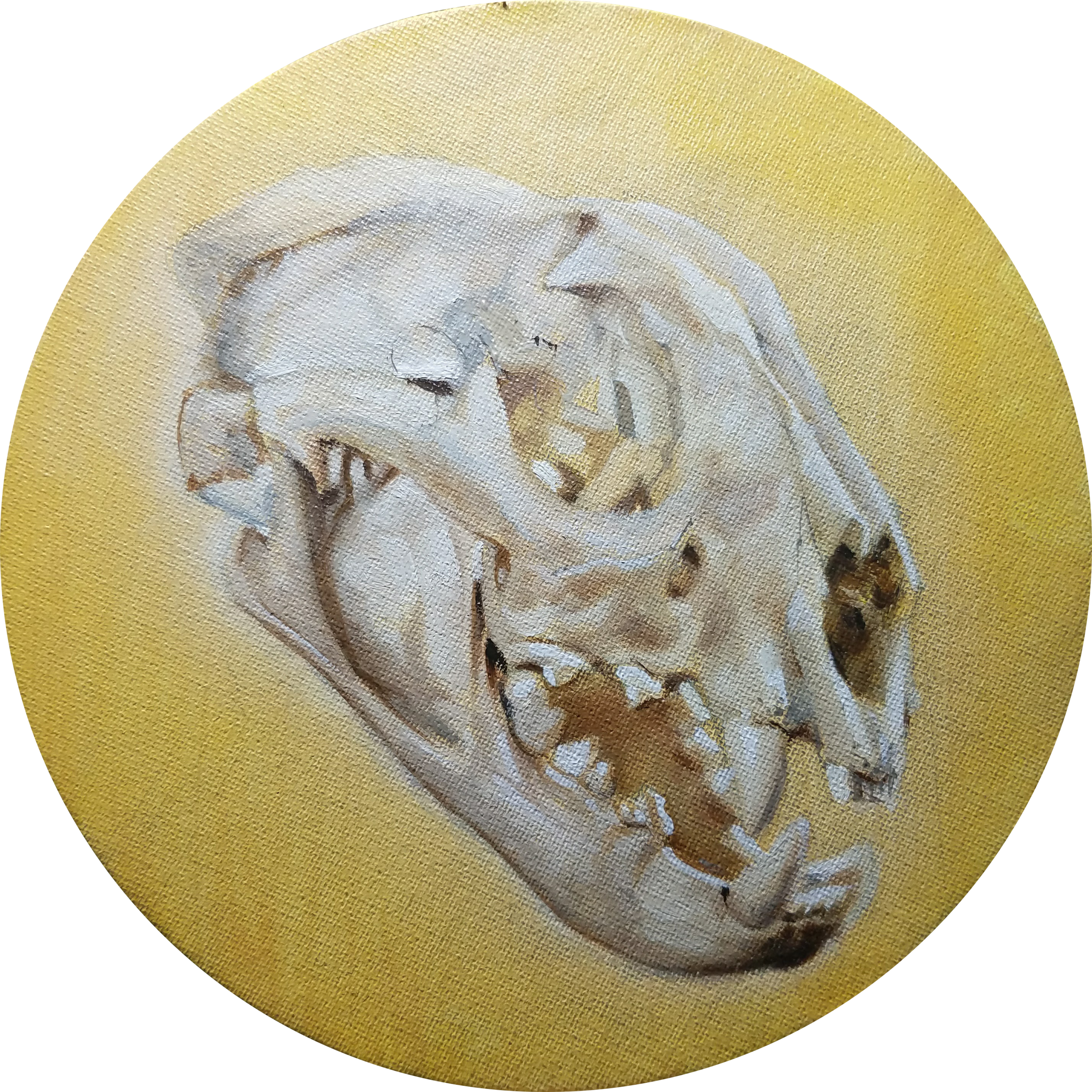 Jaguar Skull