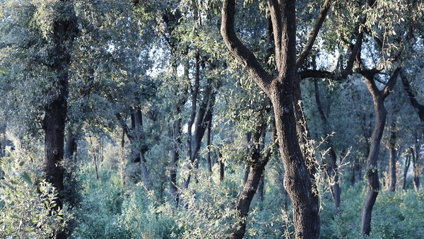 WALD - Villa Médicis