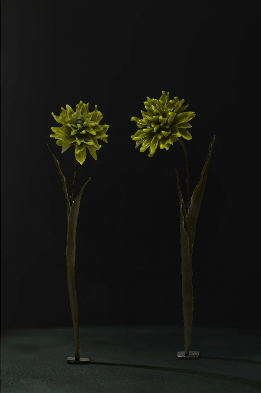 Dahlia-Dark.jpg