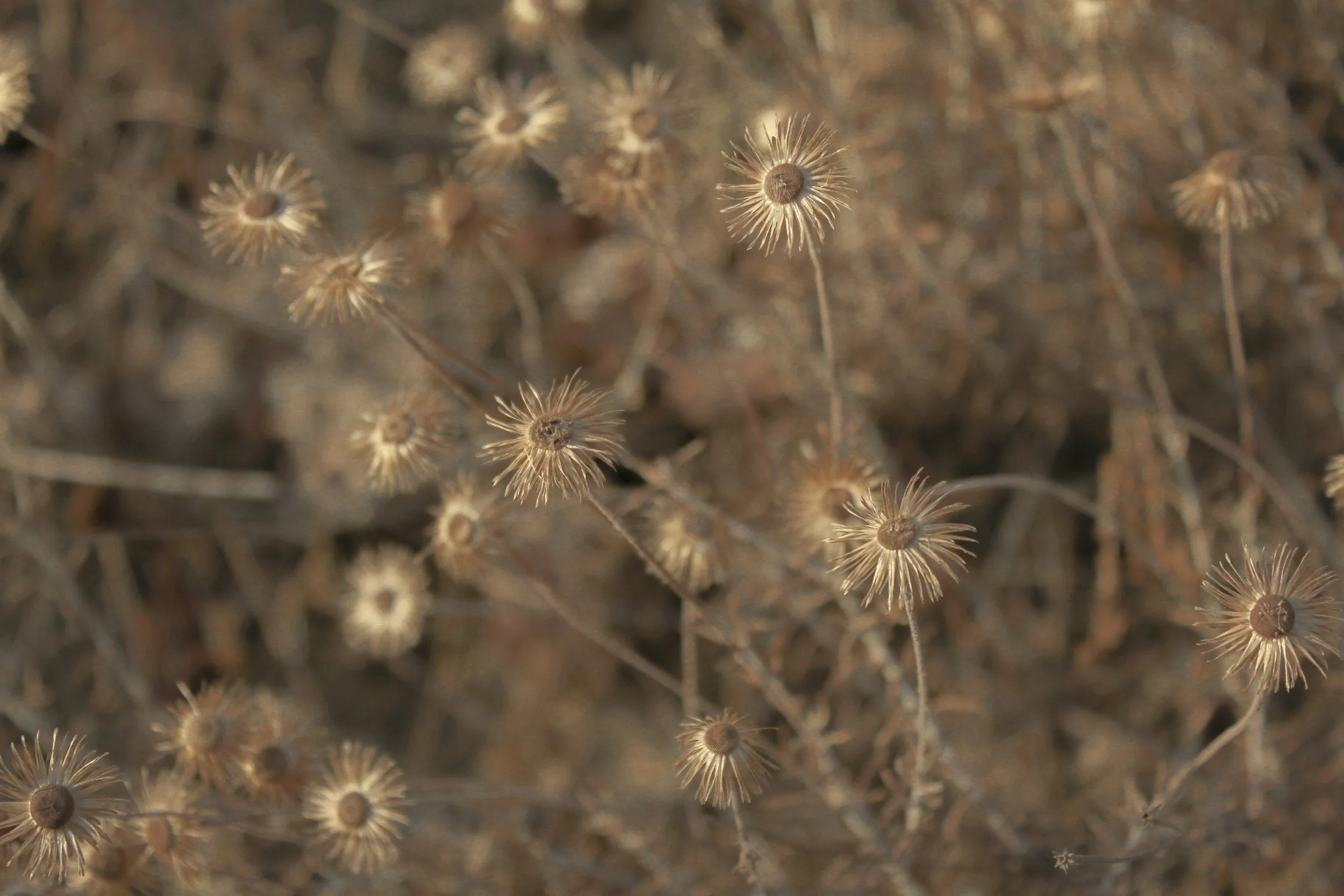 01_Early Autumn–Crete plants 2022–WAX Atelier-HD.jpg