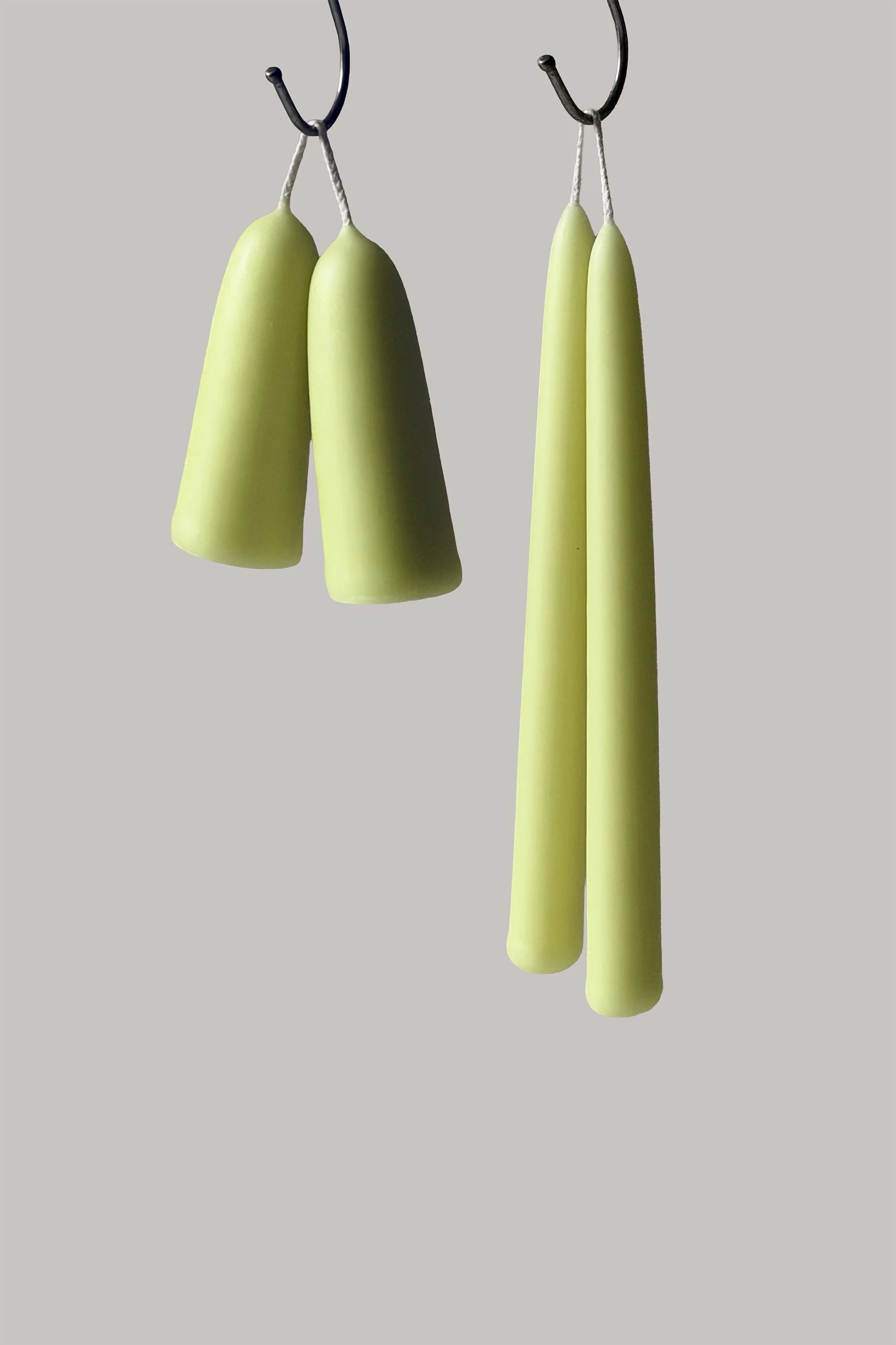 Wild Daffodil Collection