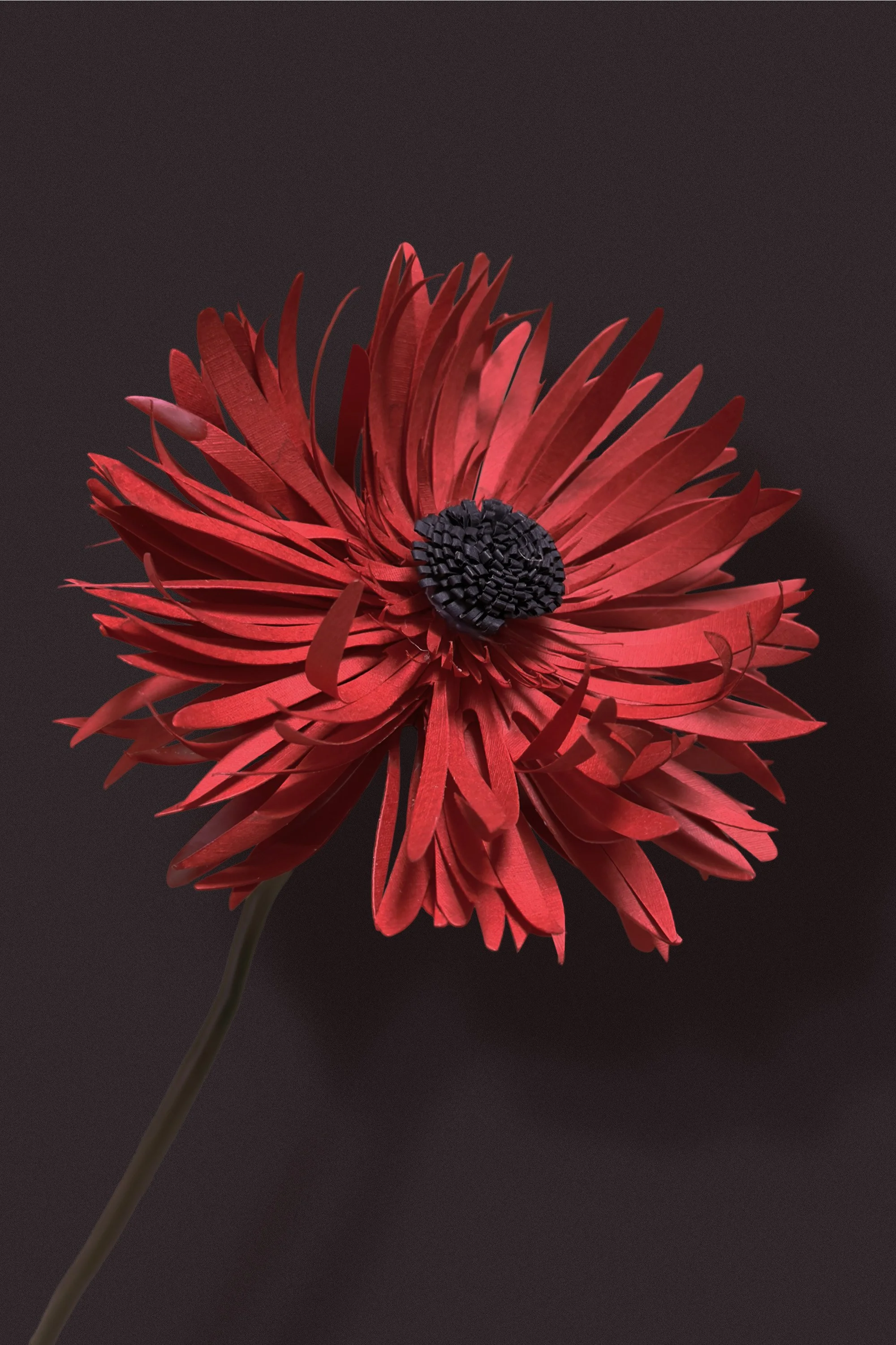 RedCrysanthemum-Closeup.jpg
