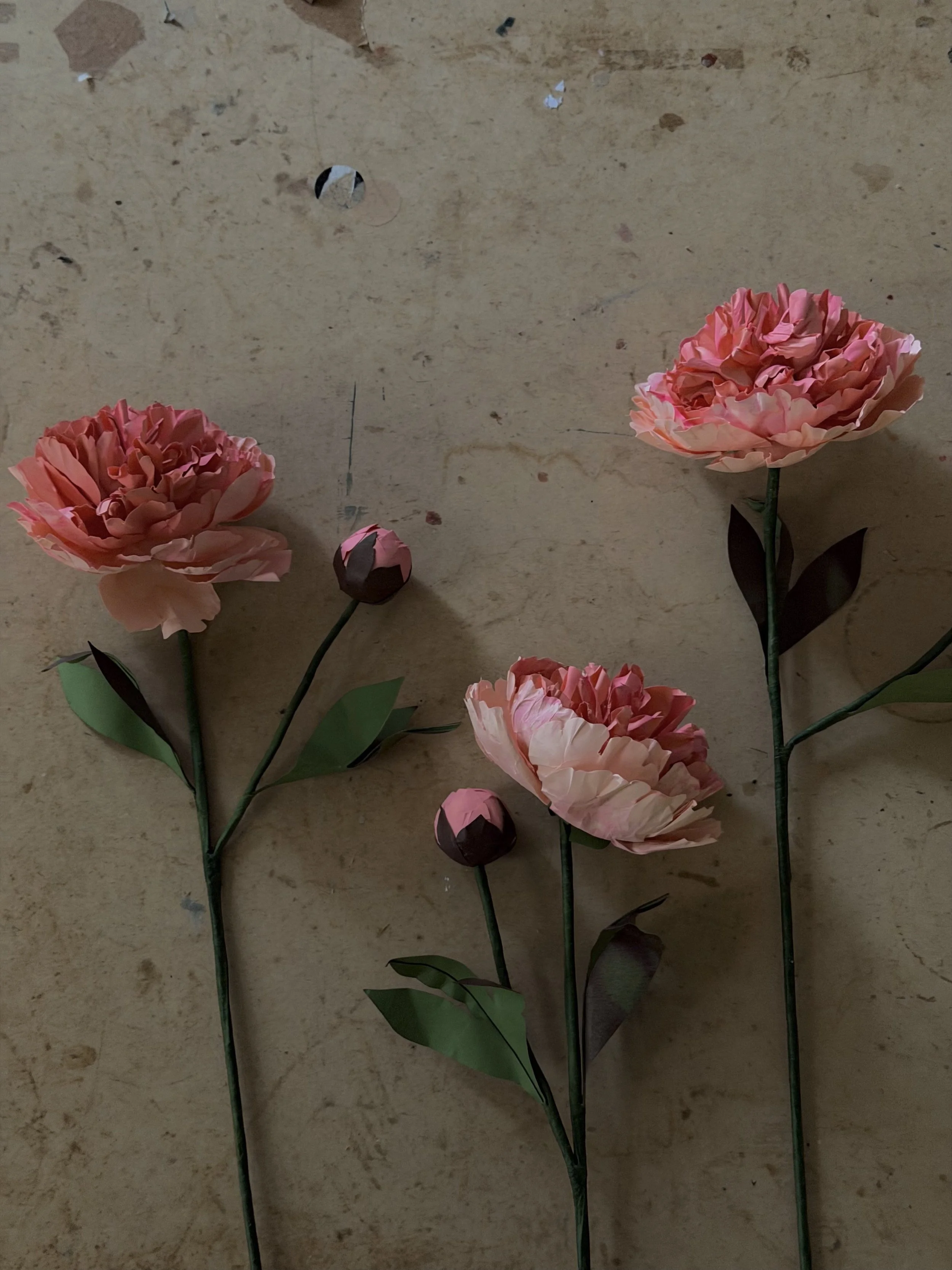peony 3.jpg