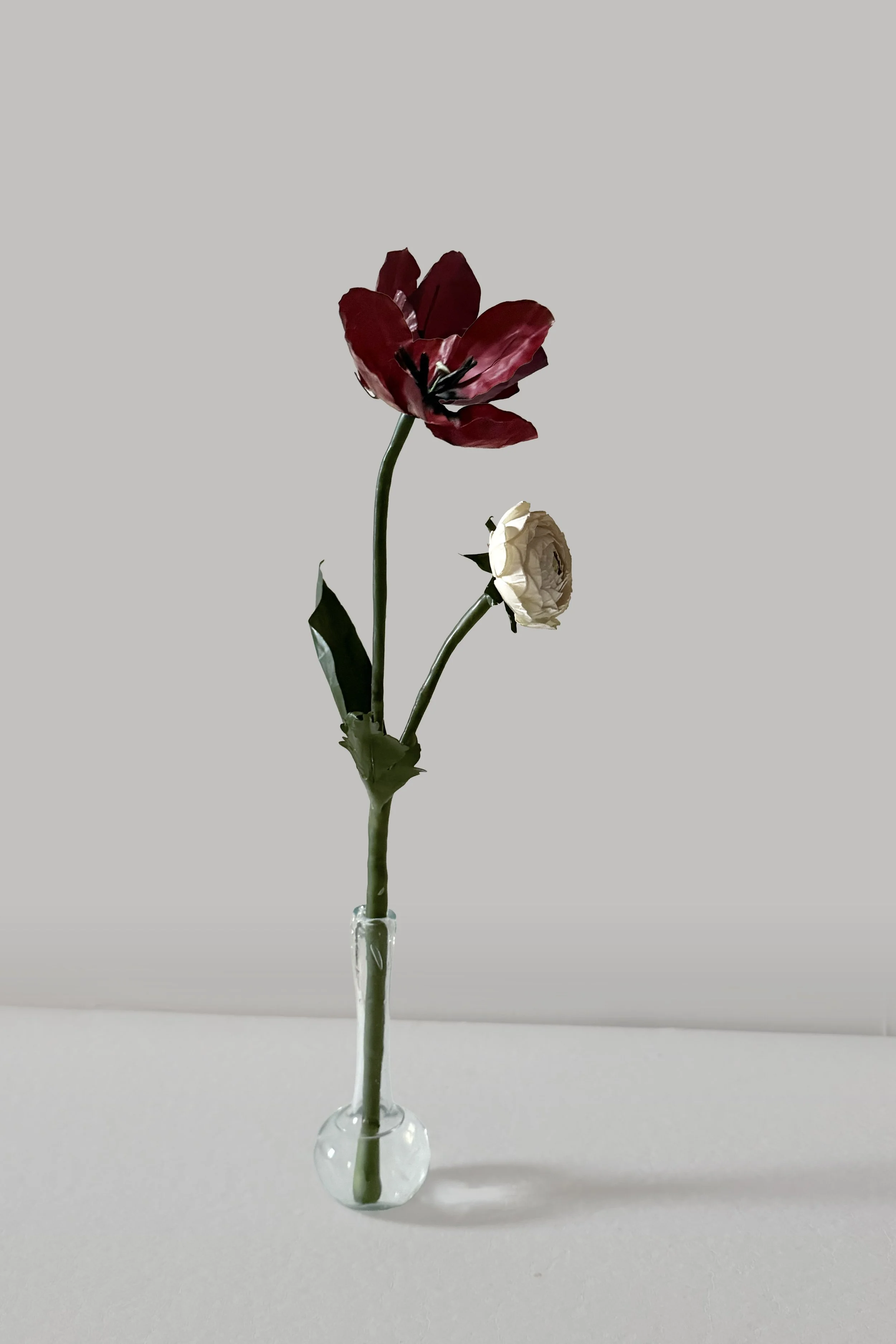 Wax Paper Flower  —  'Tulipa x Ranunculus'