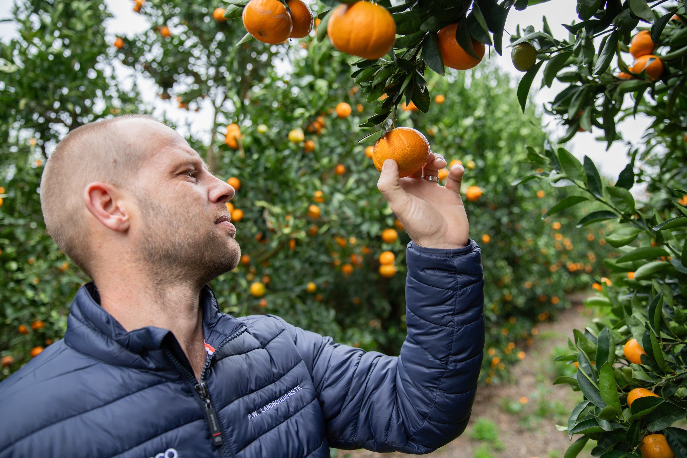 Wie Trump weiße Farmer in Südafrika ruiniert