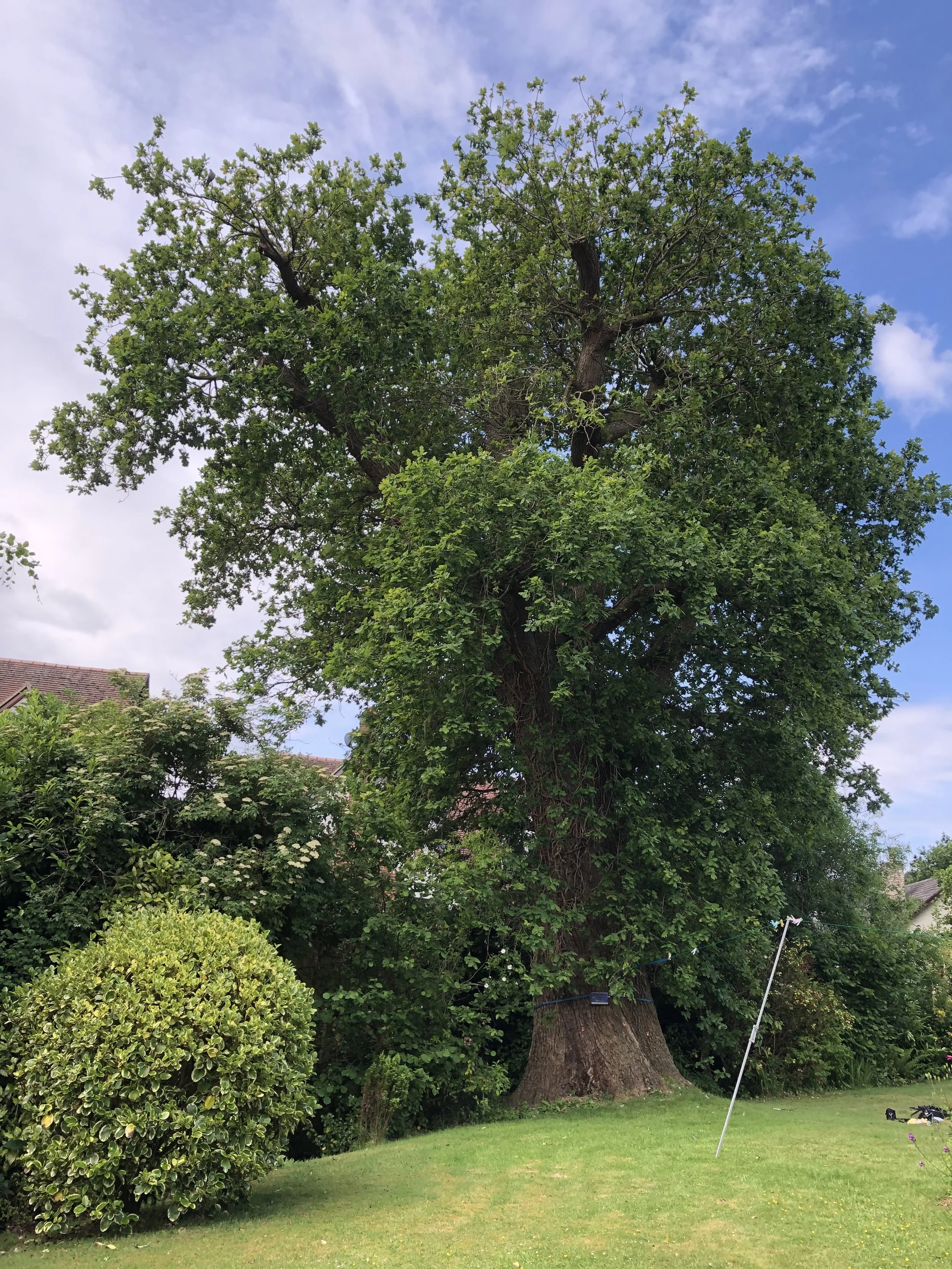 New Lease of Life for Sidmouth Veteran Oak