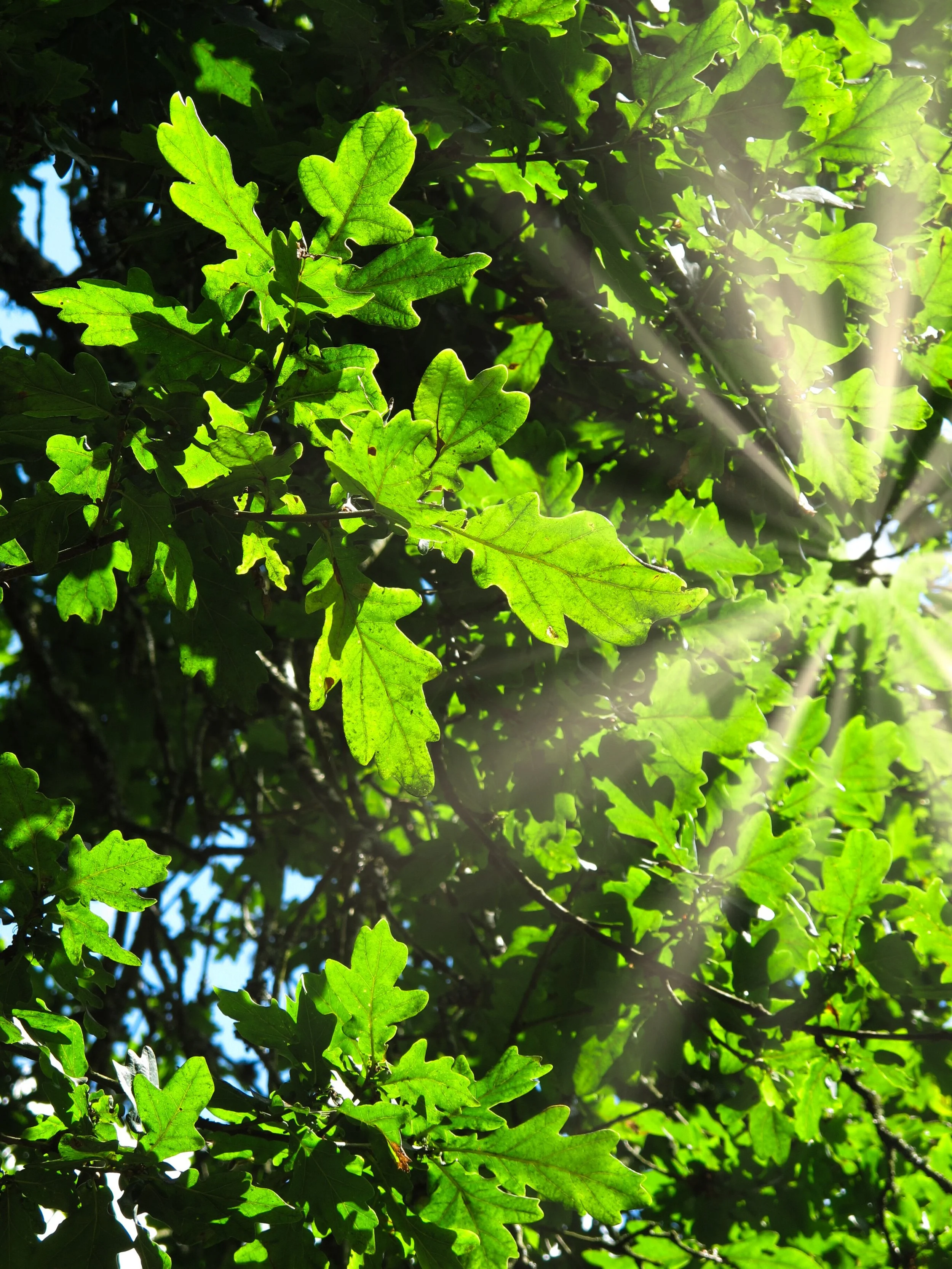 Keeping Trees Happy and Healthy in the Heat