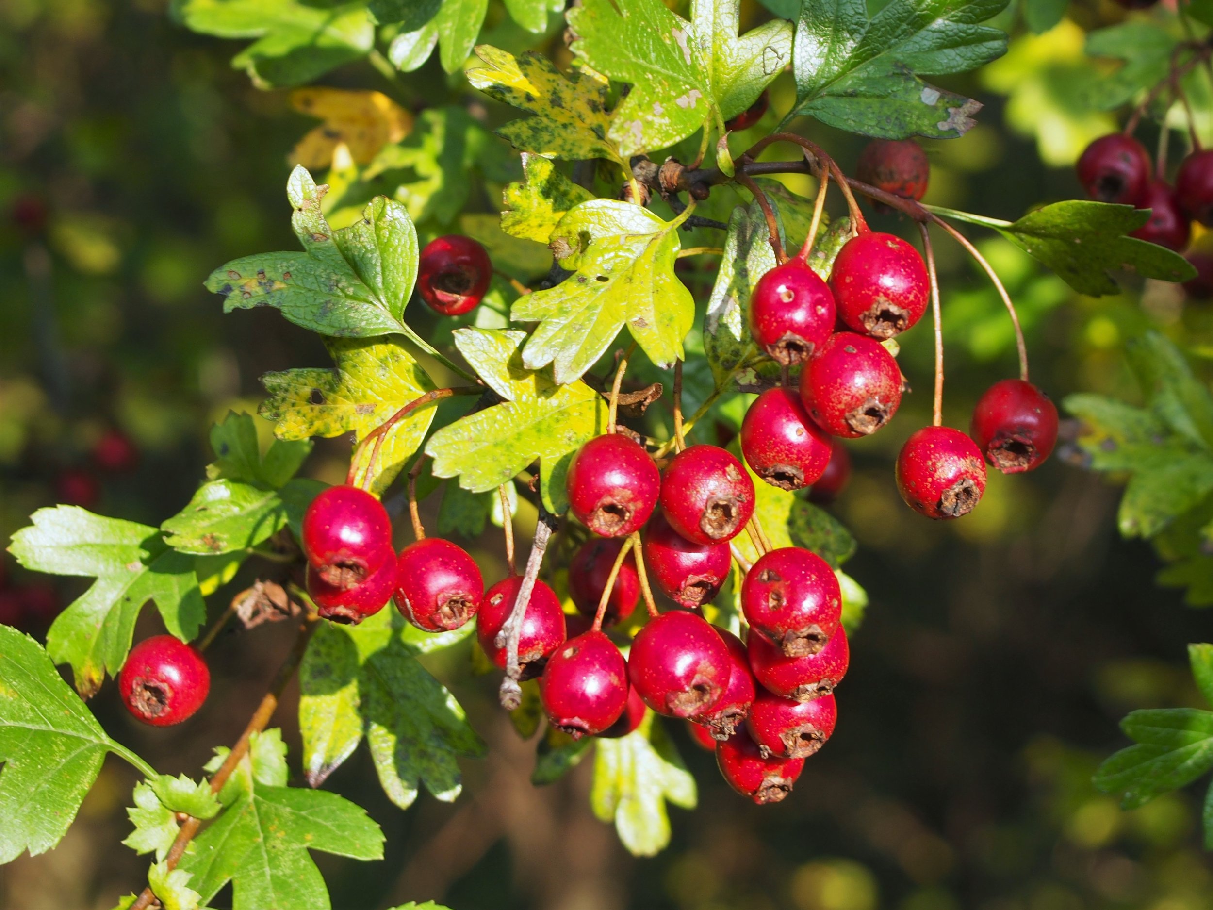 Hawthorn berries.jpg