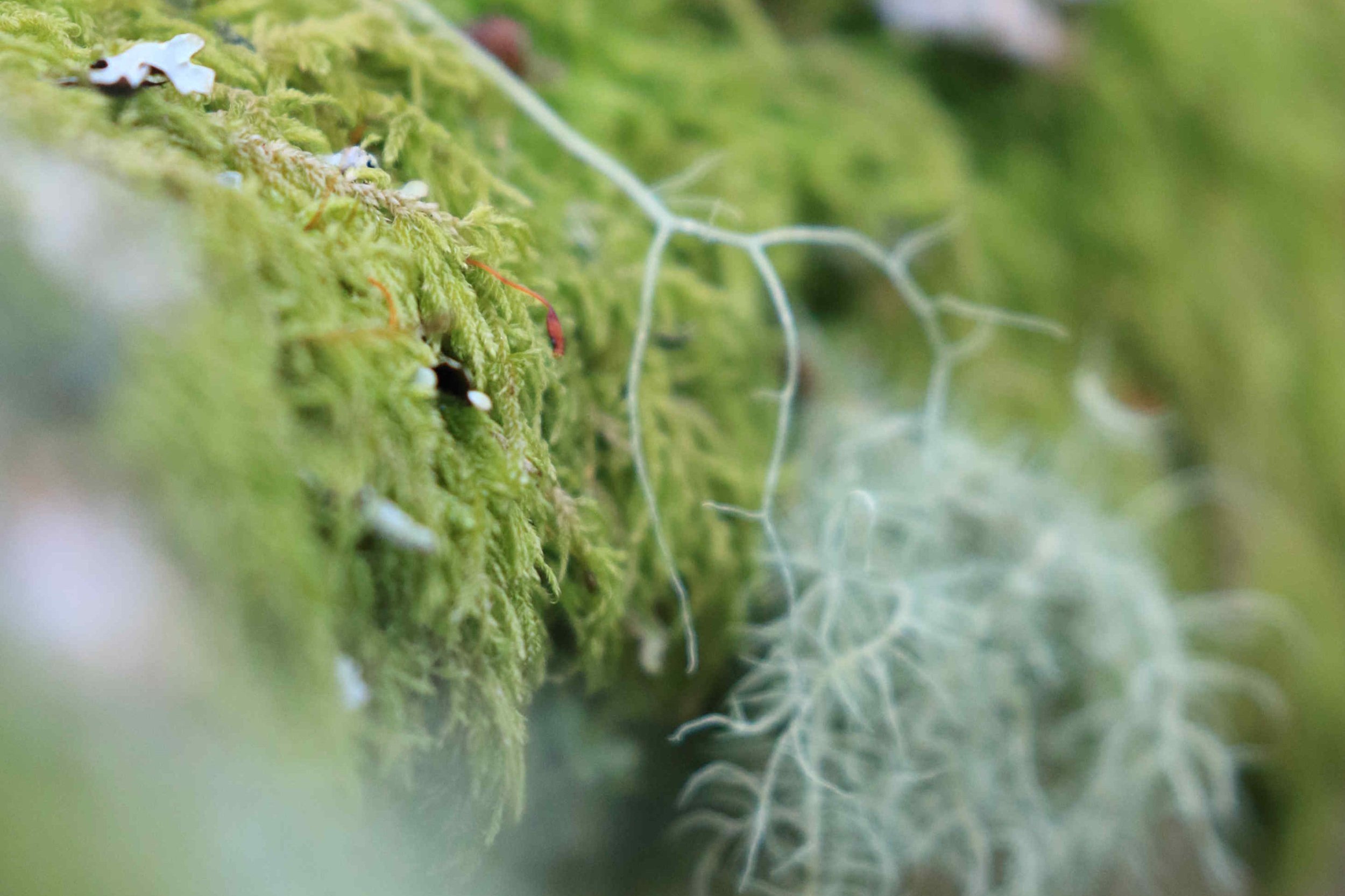 Moss_at_Wistmans_Woods.jpg