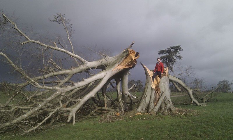 Quick Guide to...Managing Trees for Safety