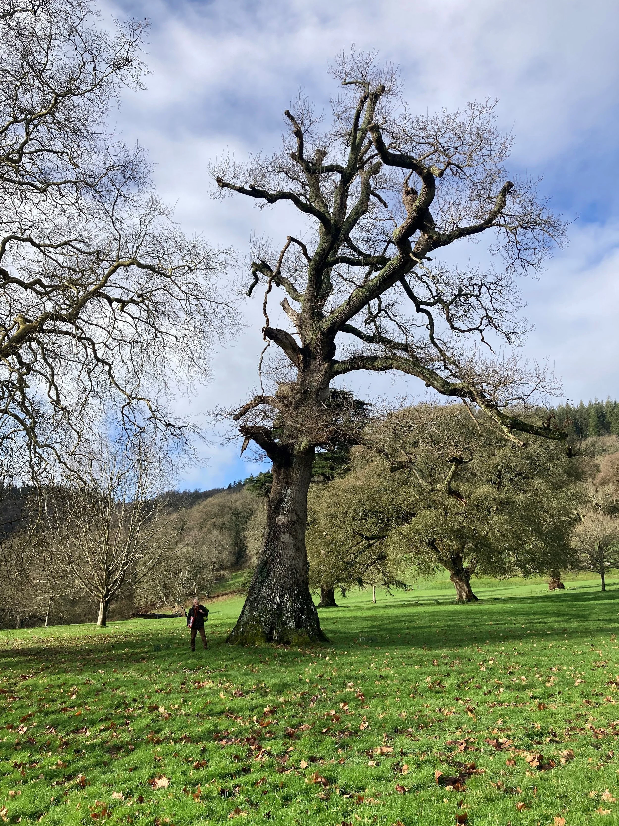 A large tree showing signs of dysfunction located in a private estate