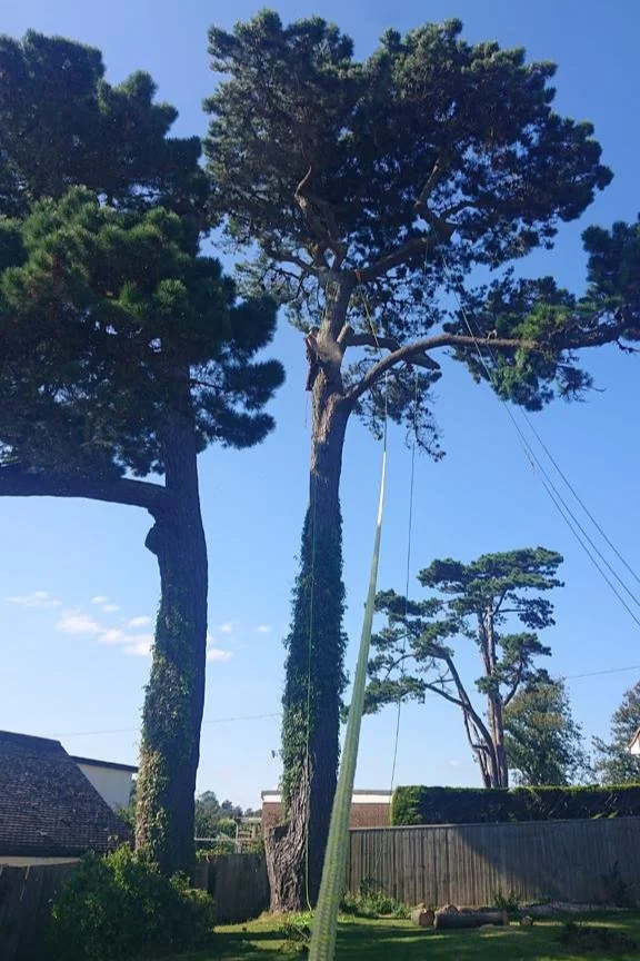 A large Monterey Pine in a garden with fences and buildings surrounding it