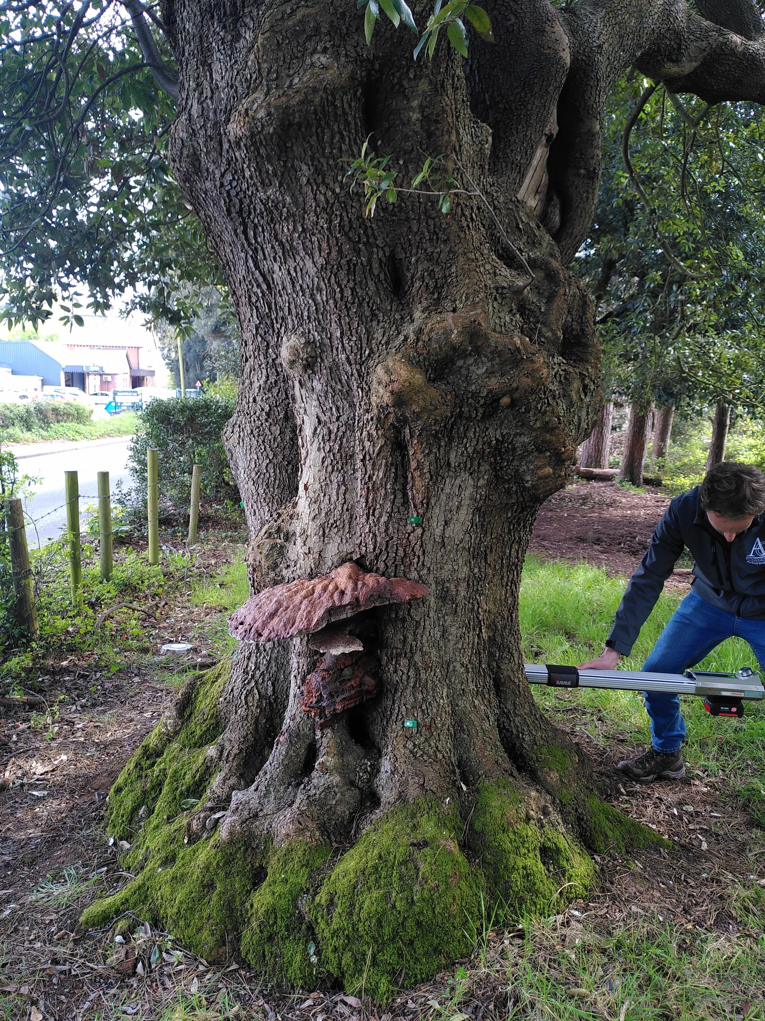 Arboricultural consultant using a resistograph on a Holm oak