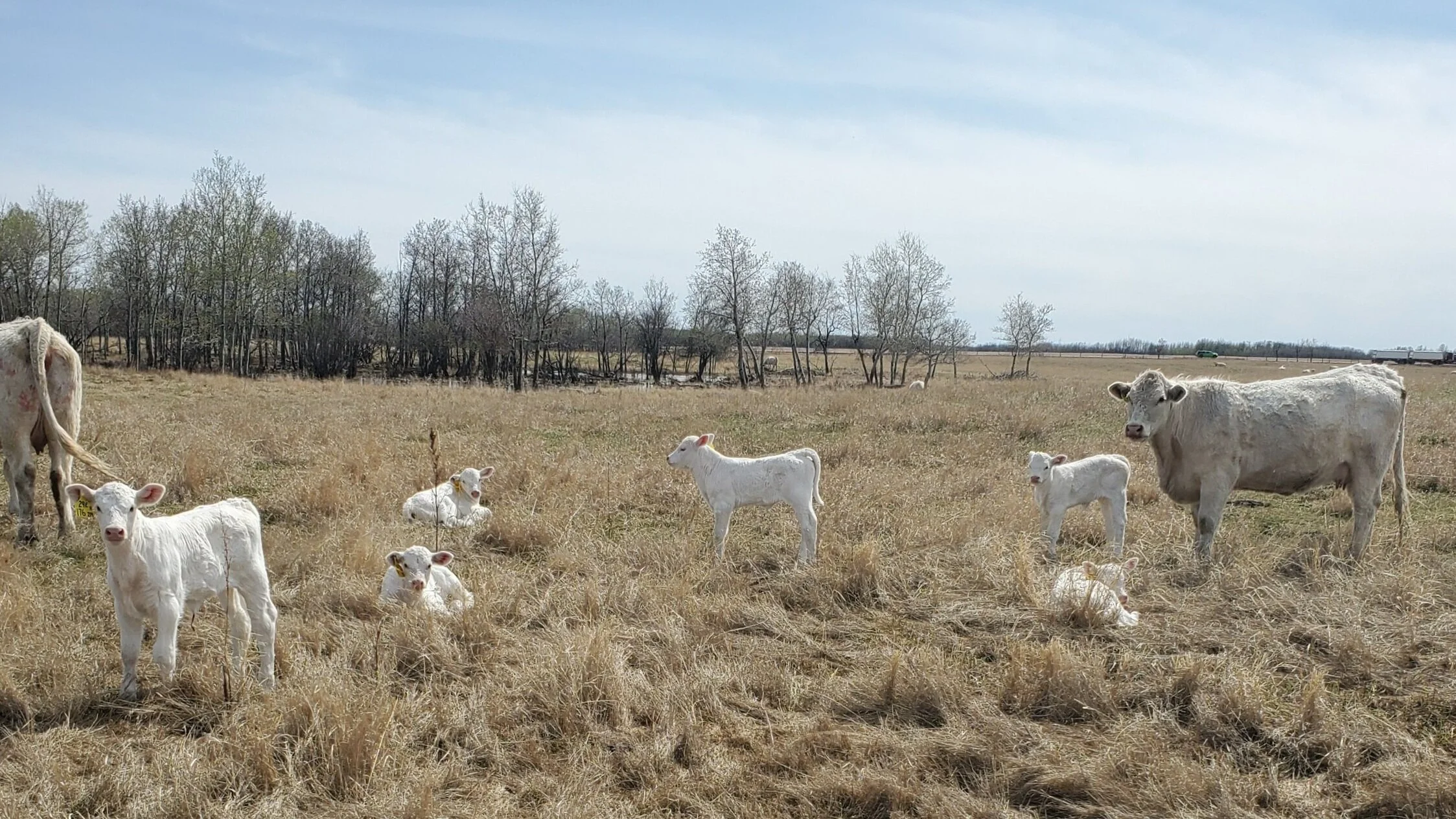 calving+pasture.jpg