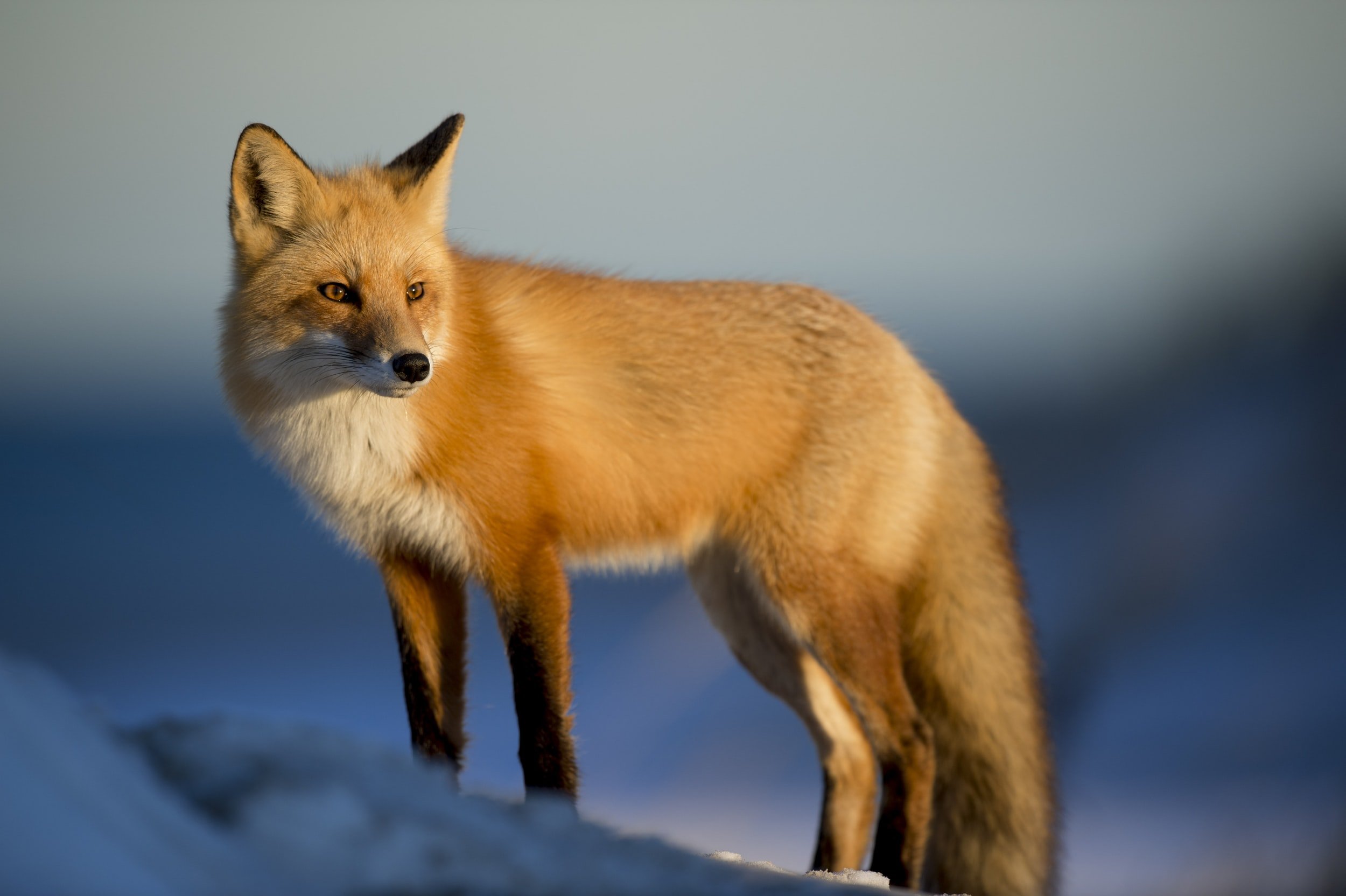 Living with Foxes