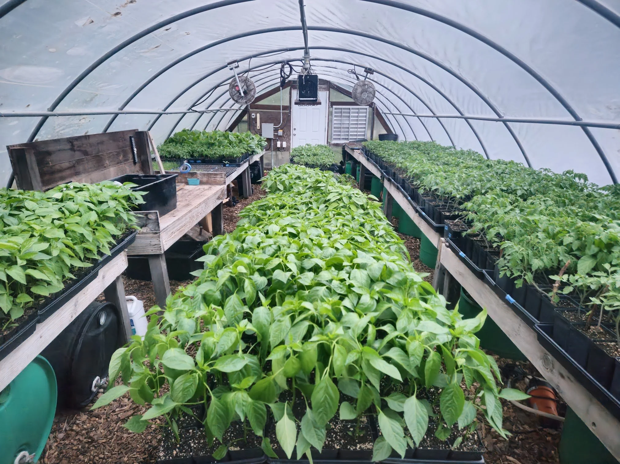 Inside a greenhouse with rows of green plants on elevated wooden tables, some with small black pots, and fans mounted on the ceiling.